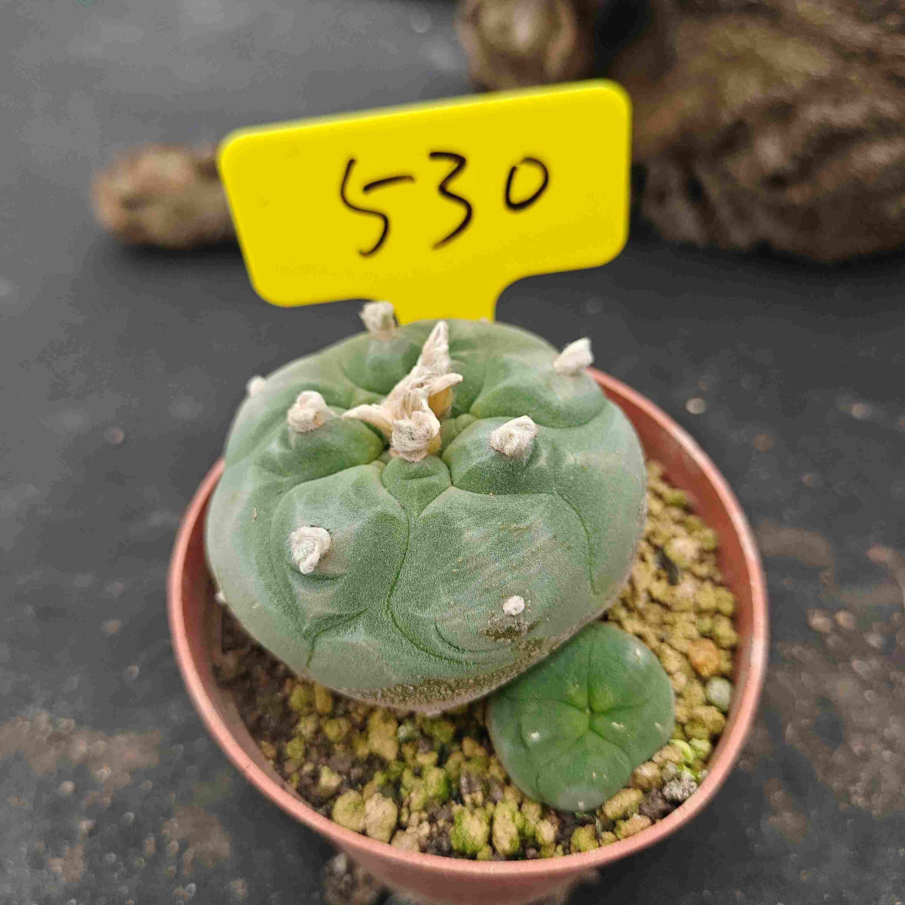 6-7cm（WYSIWYG）Lophophora diffusa 5 years old Number 530