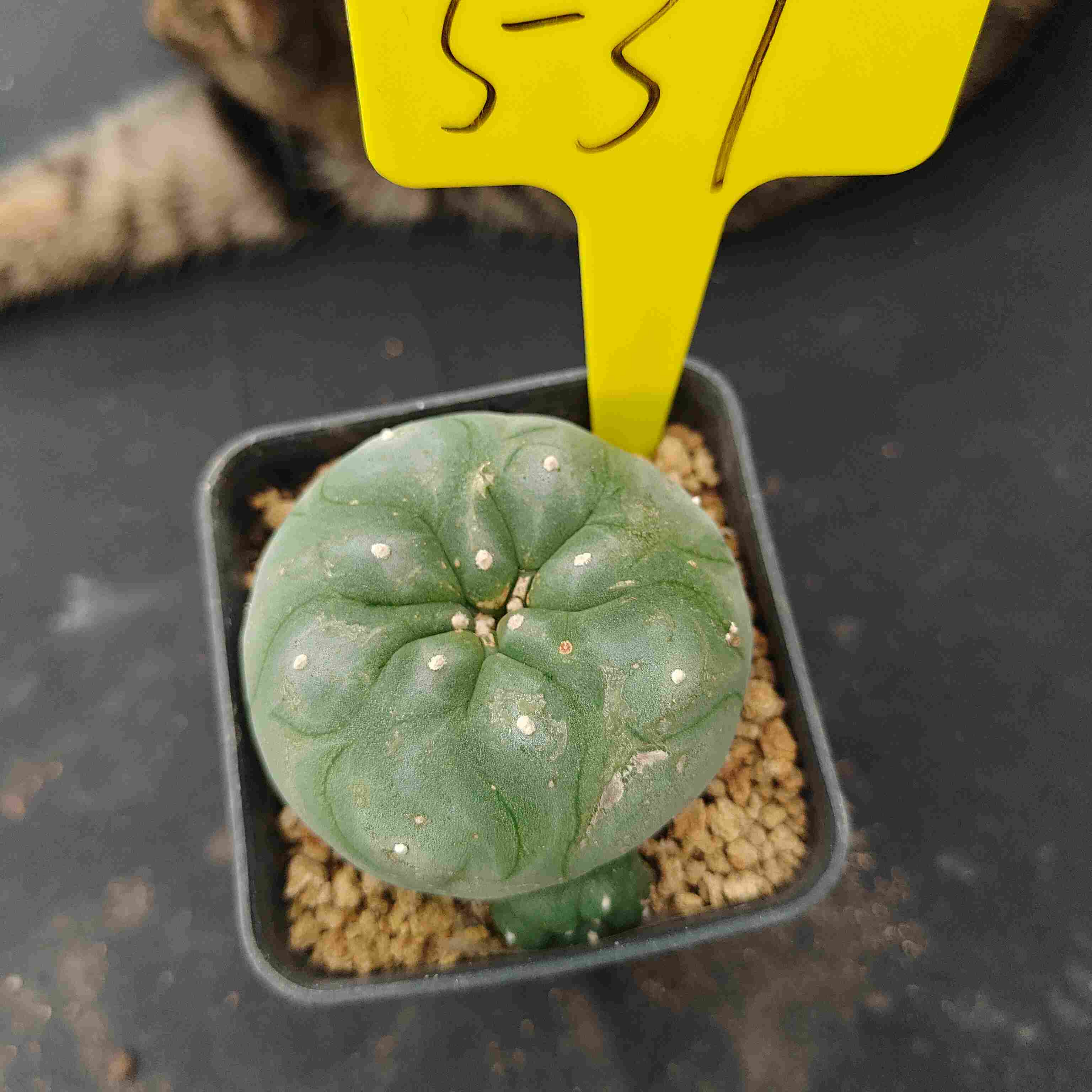 6-7cm（WYSIWYG）Lophophora diffusa 5 years old Number 531