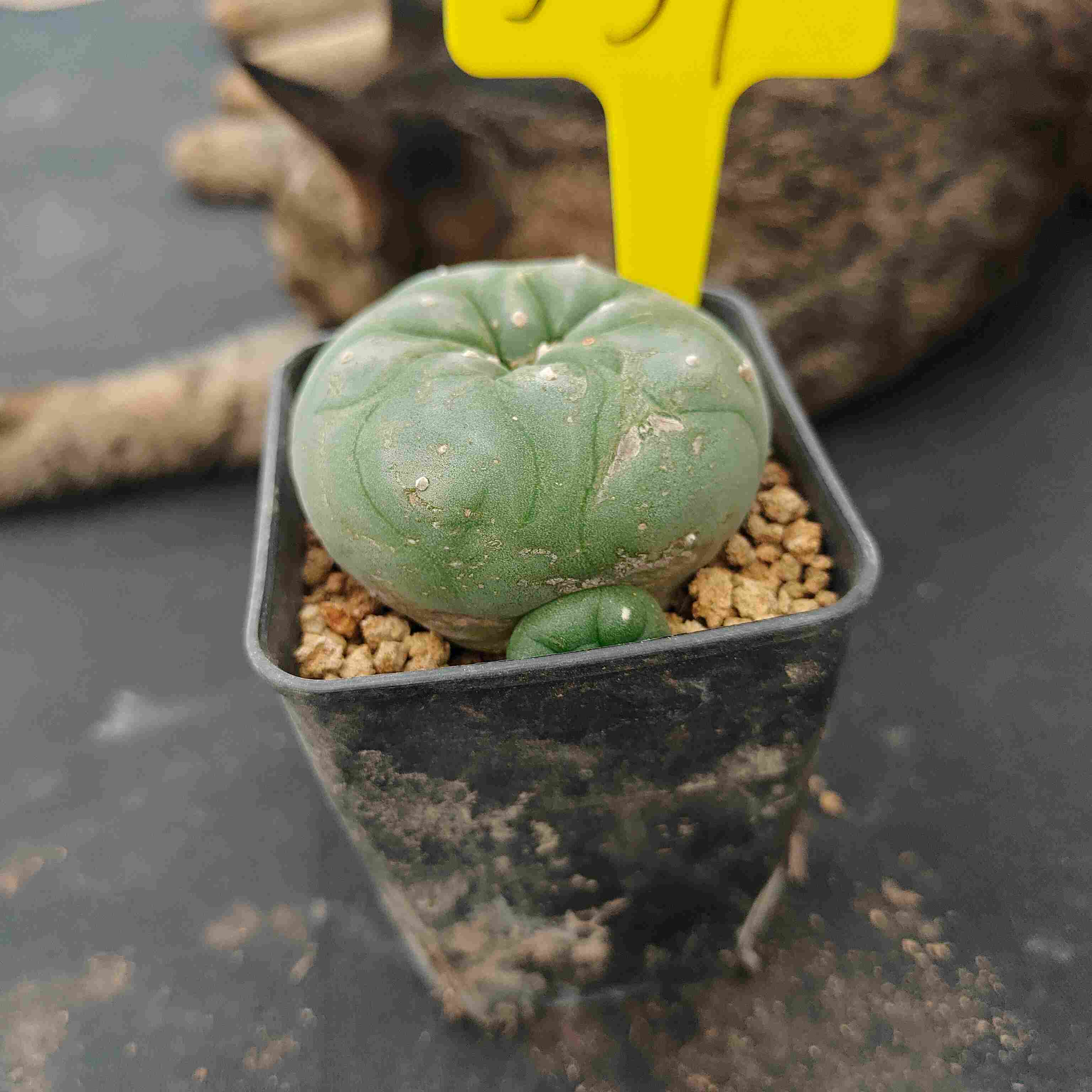 6-7cm（WYSIWYG）Lophophora diffusa 5 years old Number 531