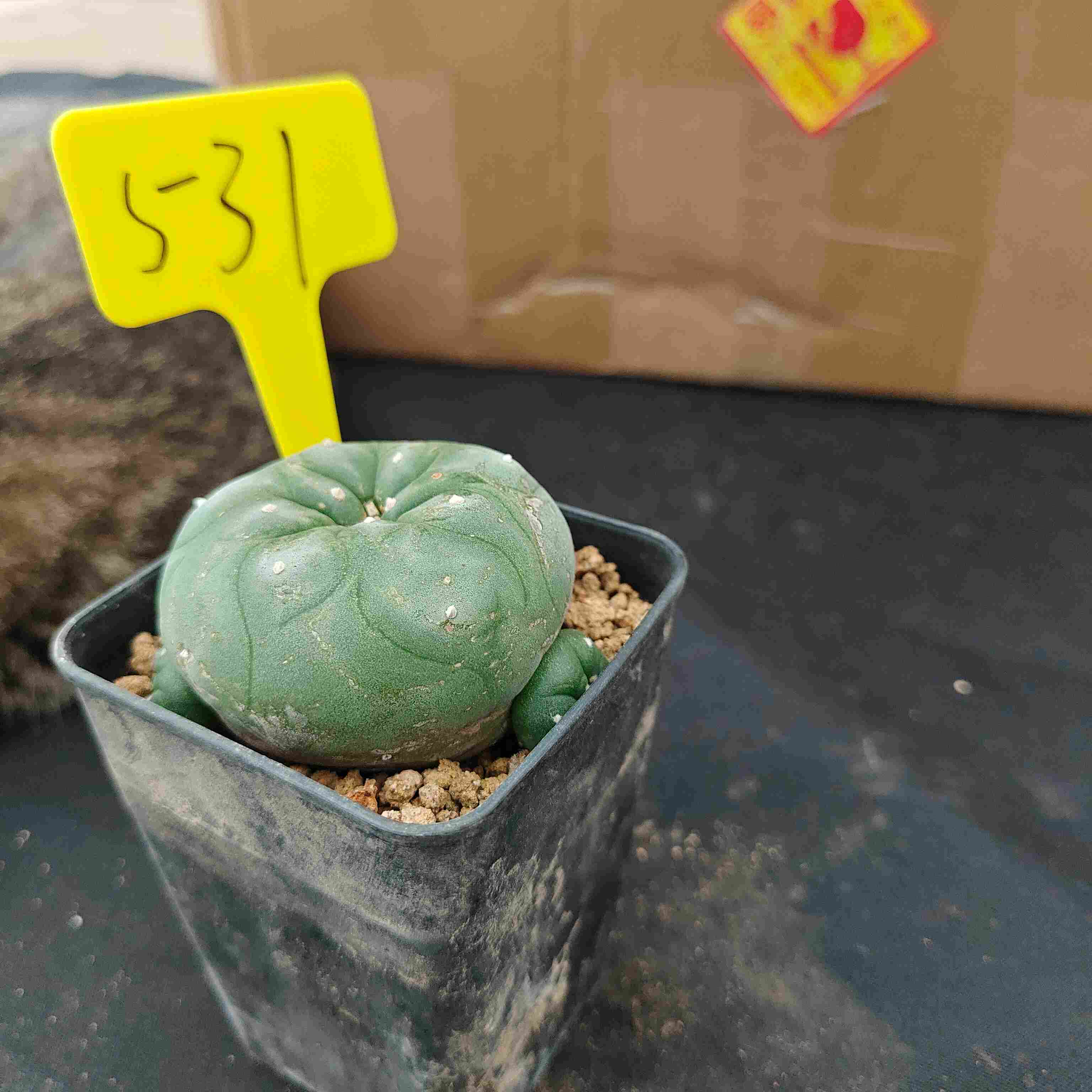 6-7cm（WYSIWYG）Lophophora diffusa 5 years old Number 531