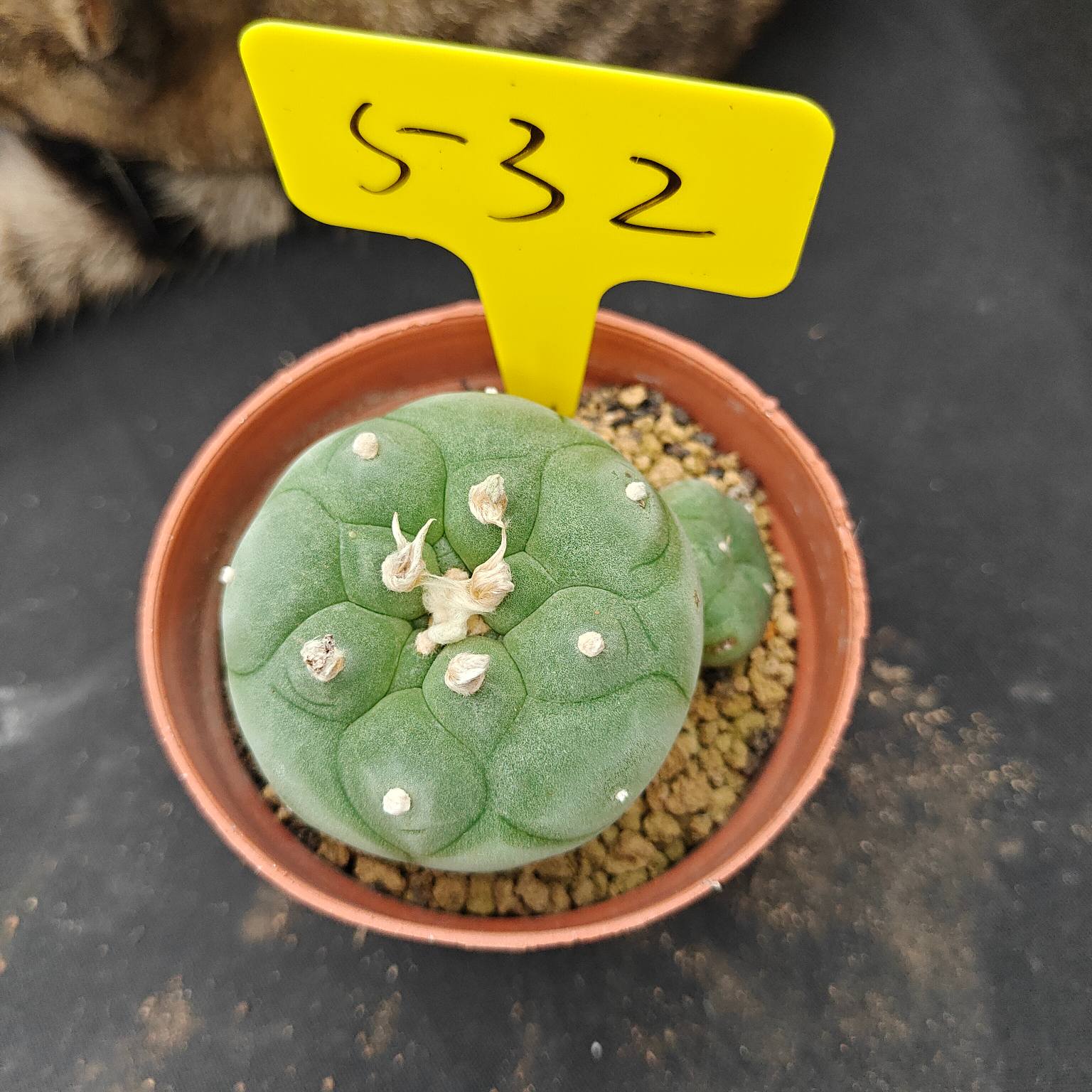 6-7cm（WYSIWYG）Lophophora diffusa 5 years old Number 532