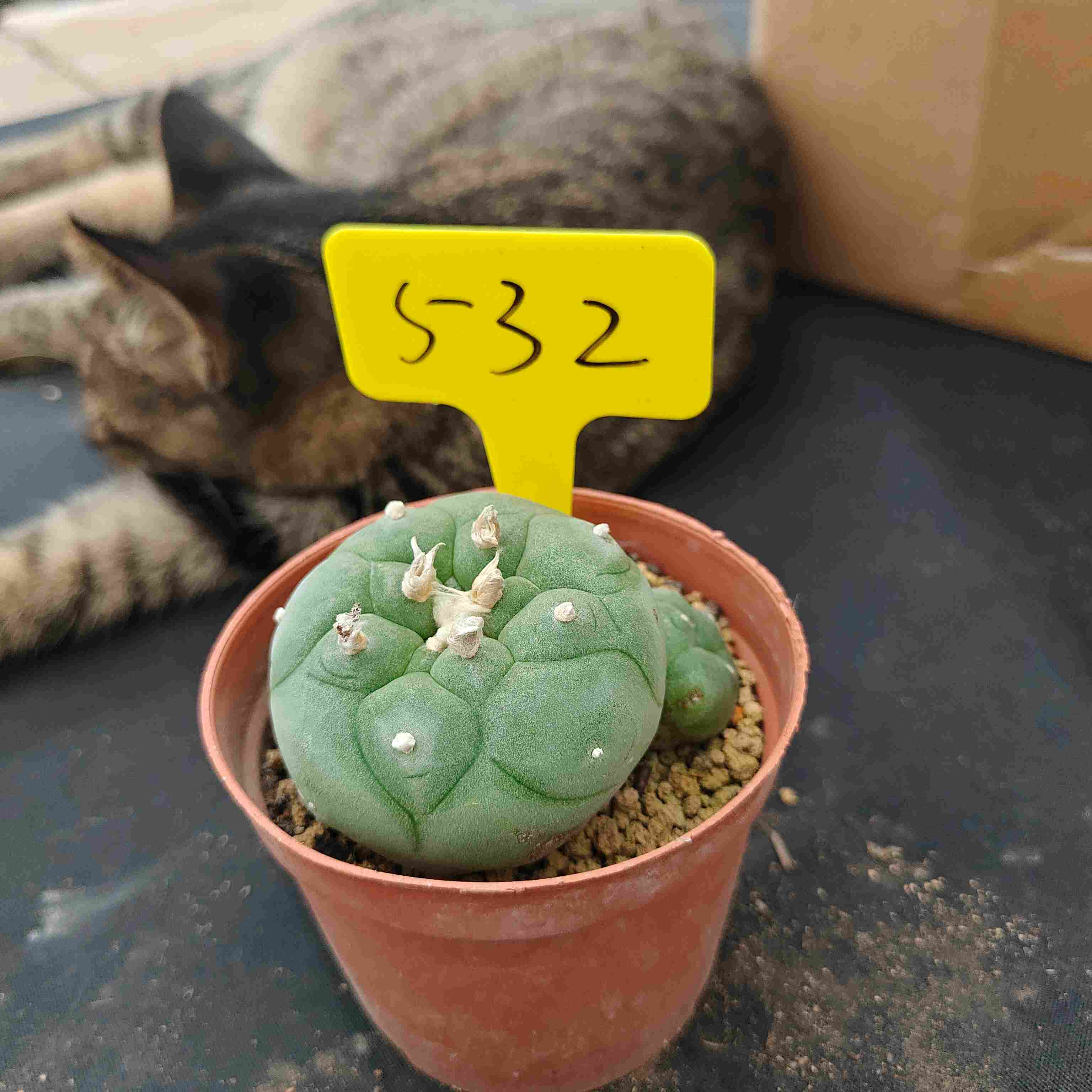 6-7cm（WYSIWYG）Lophophora diffusa 5 years old Number 532