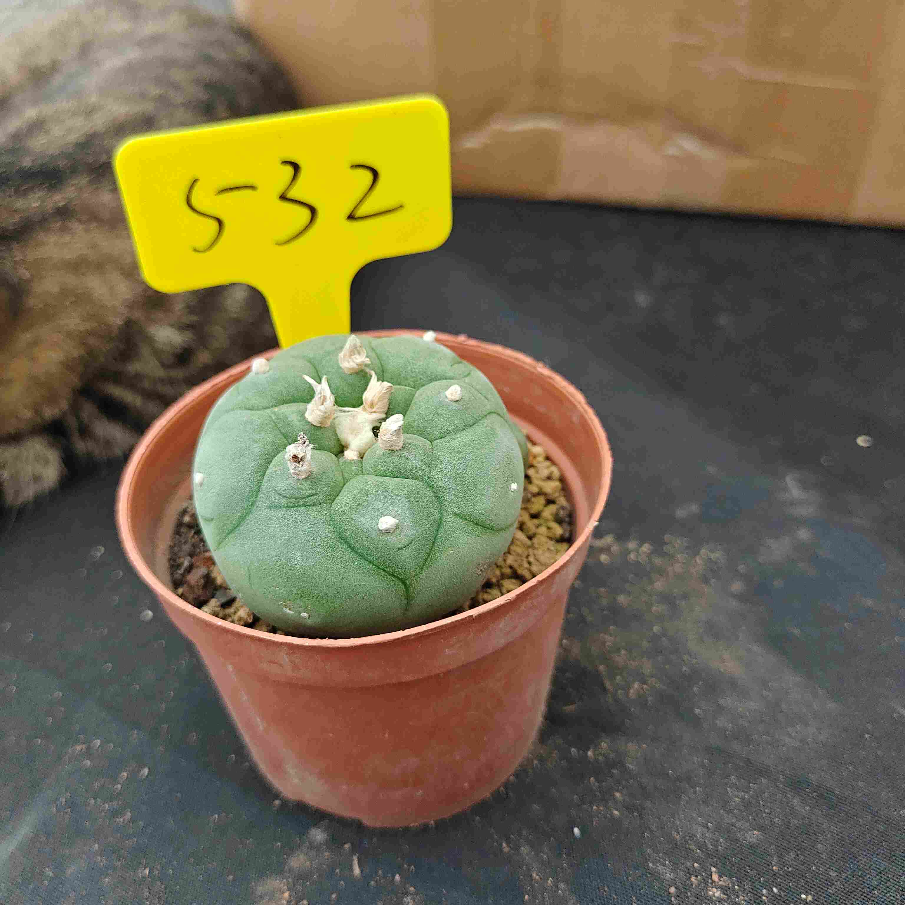 6-7cm（WYSIWYG）Lophophora diffusa 5 years old Number 532
