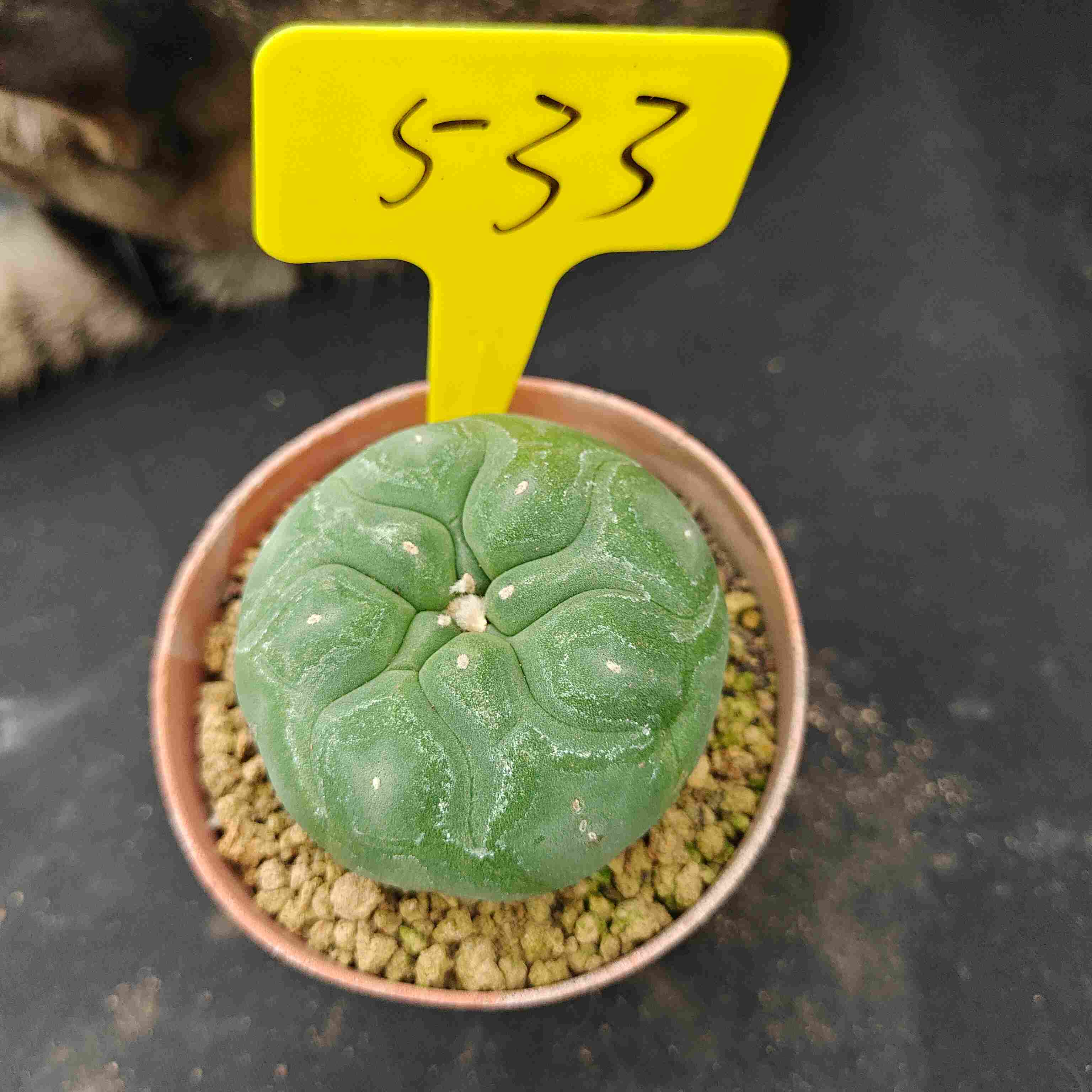 6-7cm（WYSIWYG）Lophophora diffusa 5 years old Number 533
