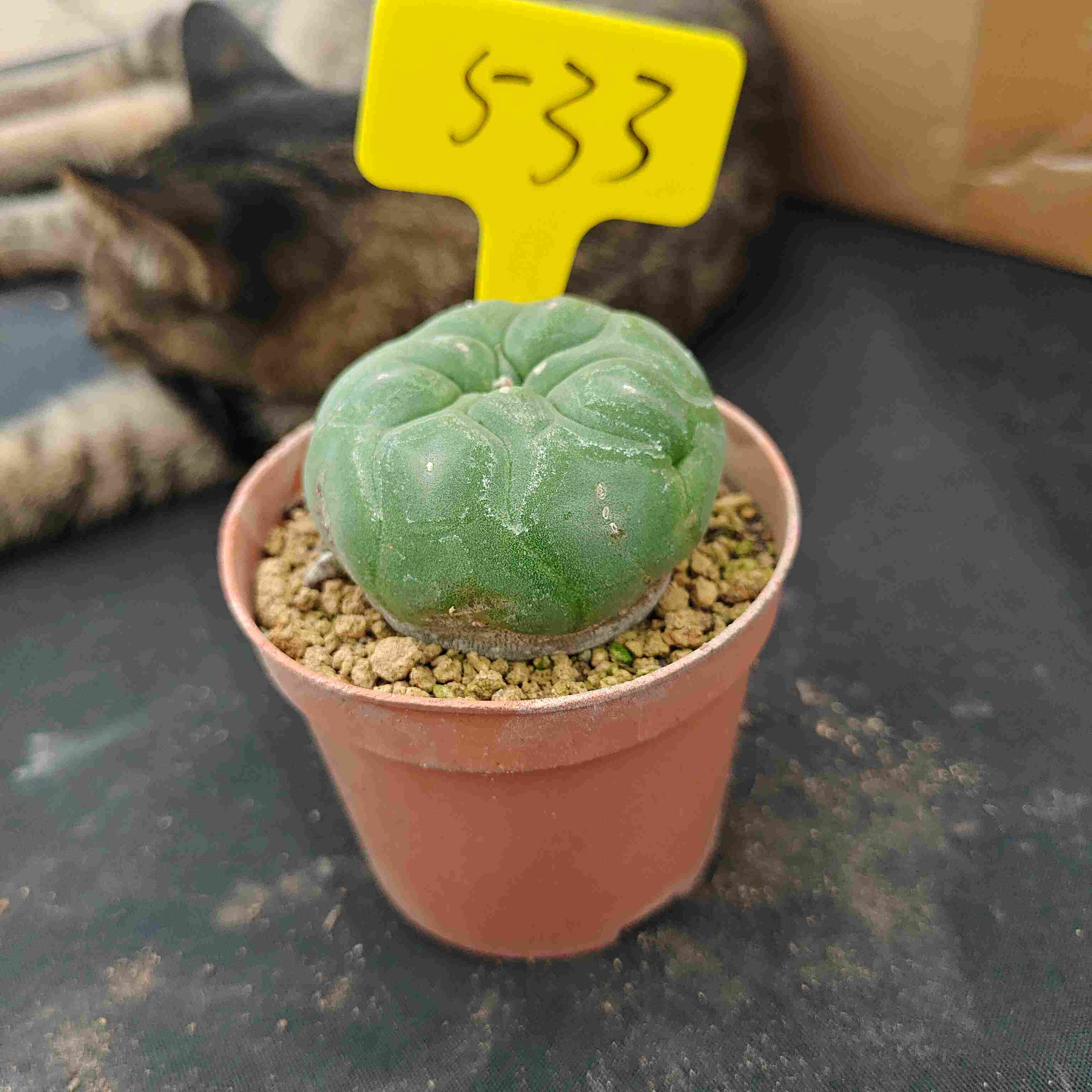 6-7cm（WYSIWYG）Lophophora diffusa 5 years old Number 533