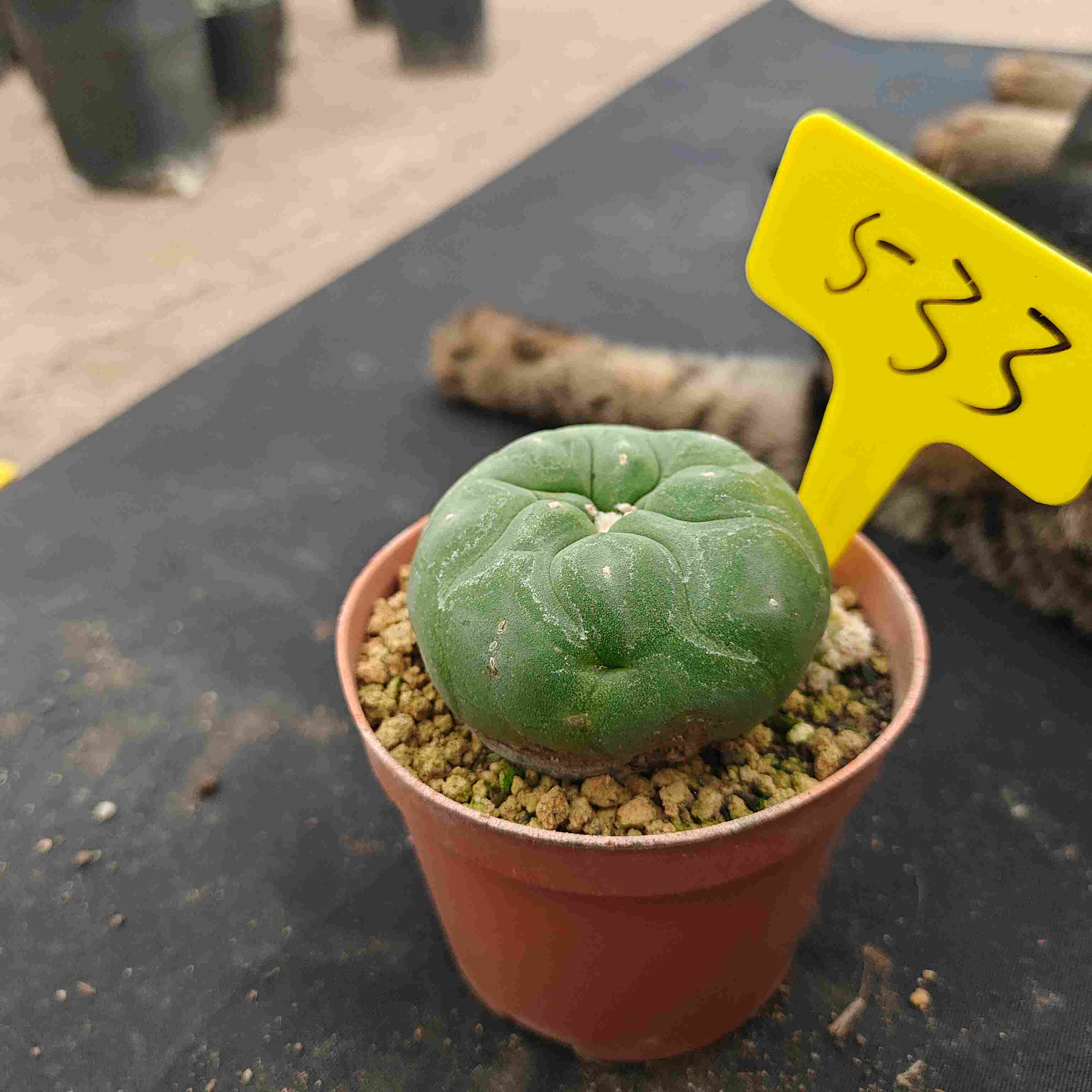 6-7cm（WYSIWYG）Lophophora diffusa 5 years old Number 533