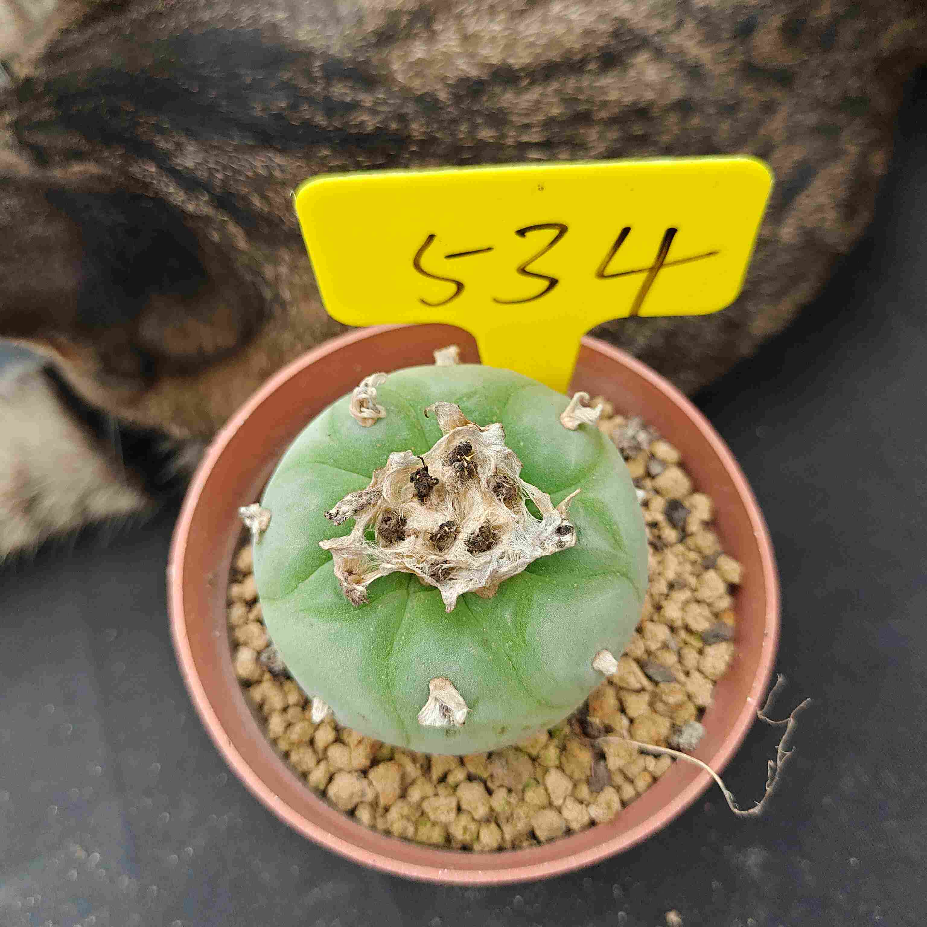 6-7cm（WYSIWYG）Lophophora diffusa 5 years old Number 534
