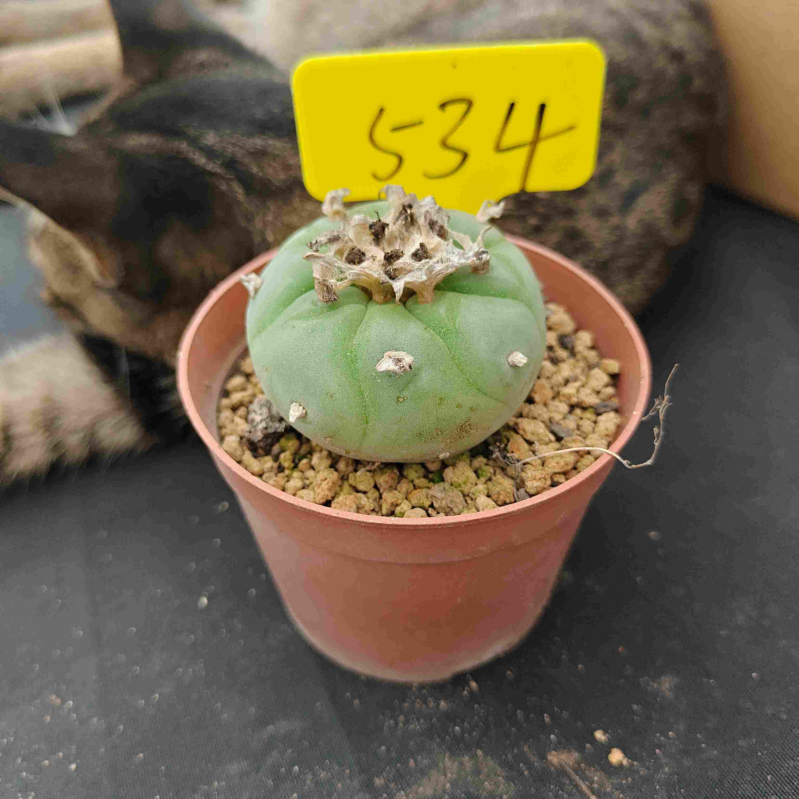 6-7cm（WYSIWYG）Lophophora diffusa 5 years old Number 534