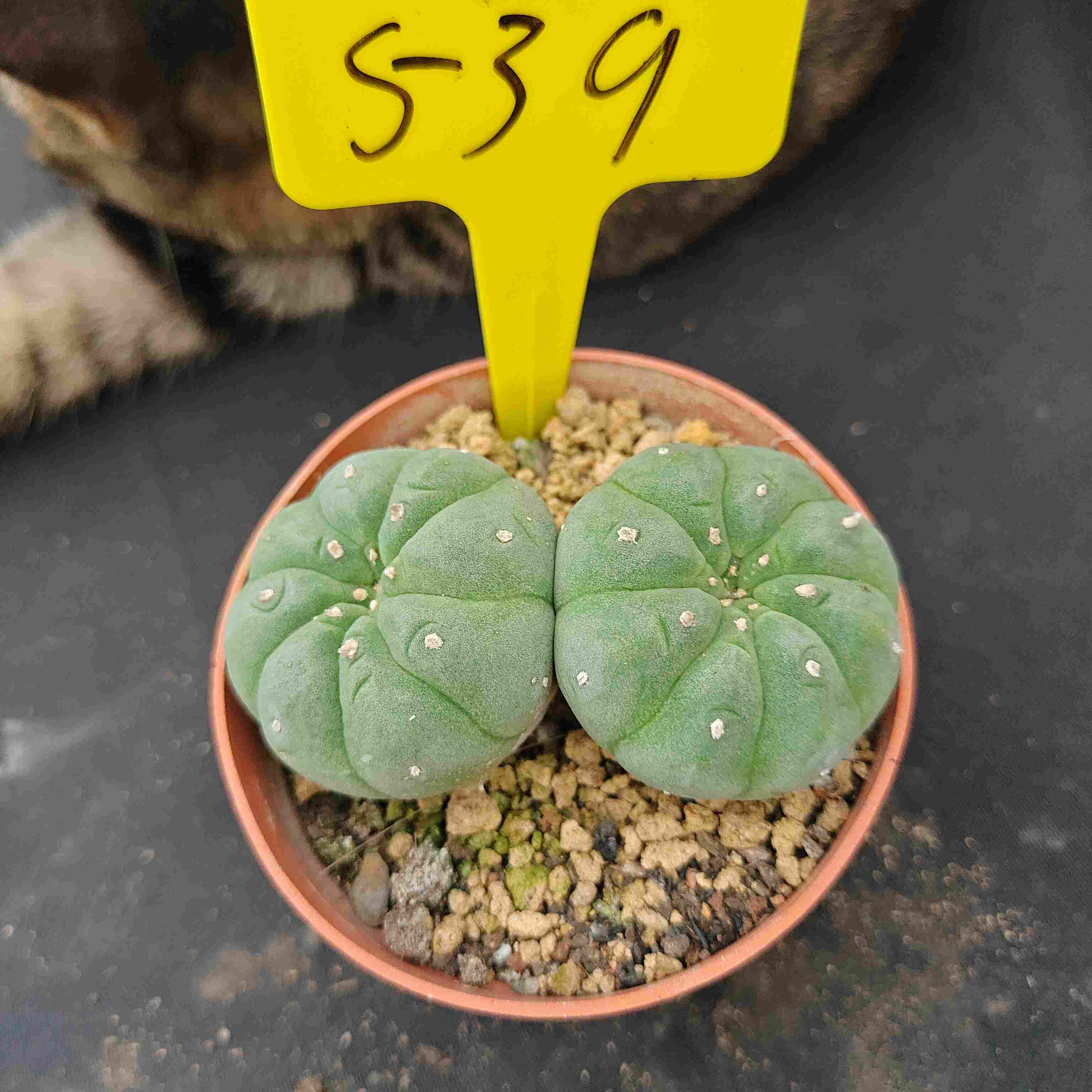 7-8cm（WYSIWYG）Lophophora diffusa 5 years old Number 535