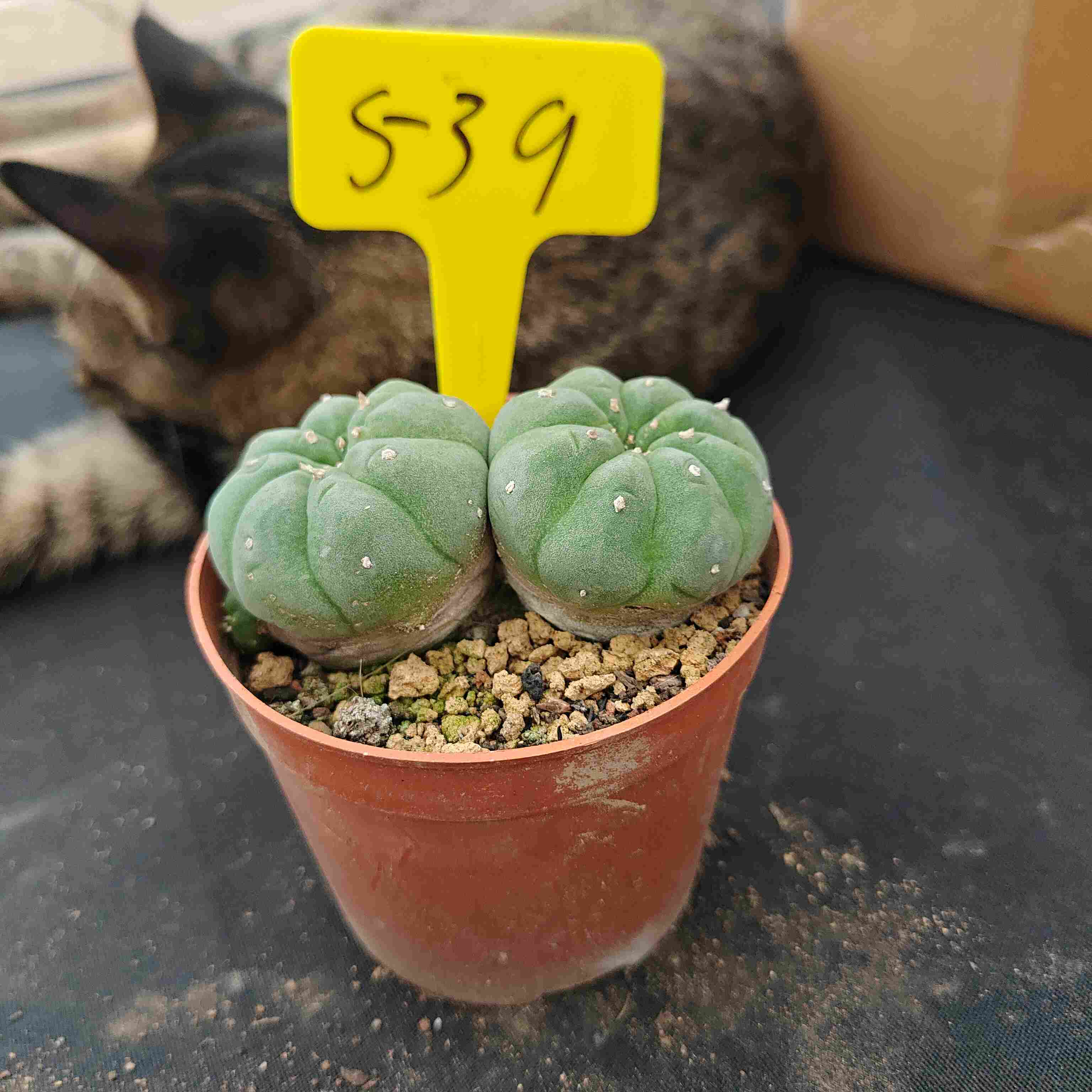 7-8cm（WYSIWYG）Lophophora diffusa 5 years old Number 535