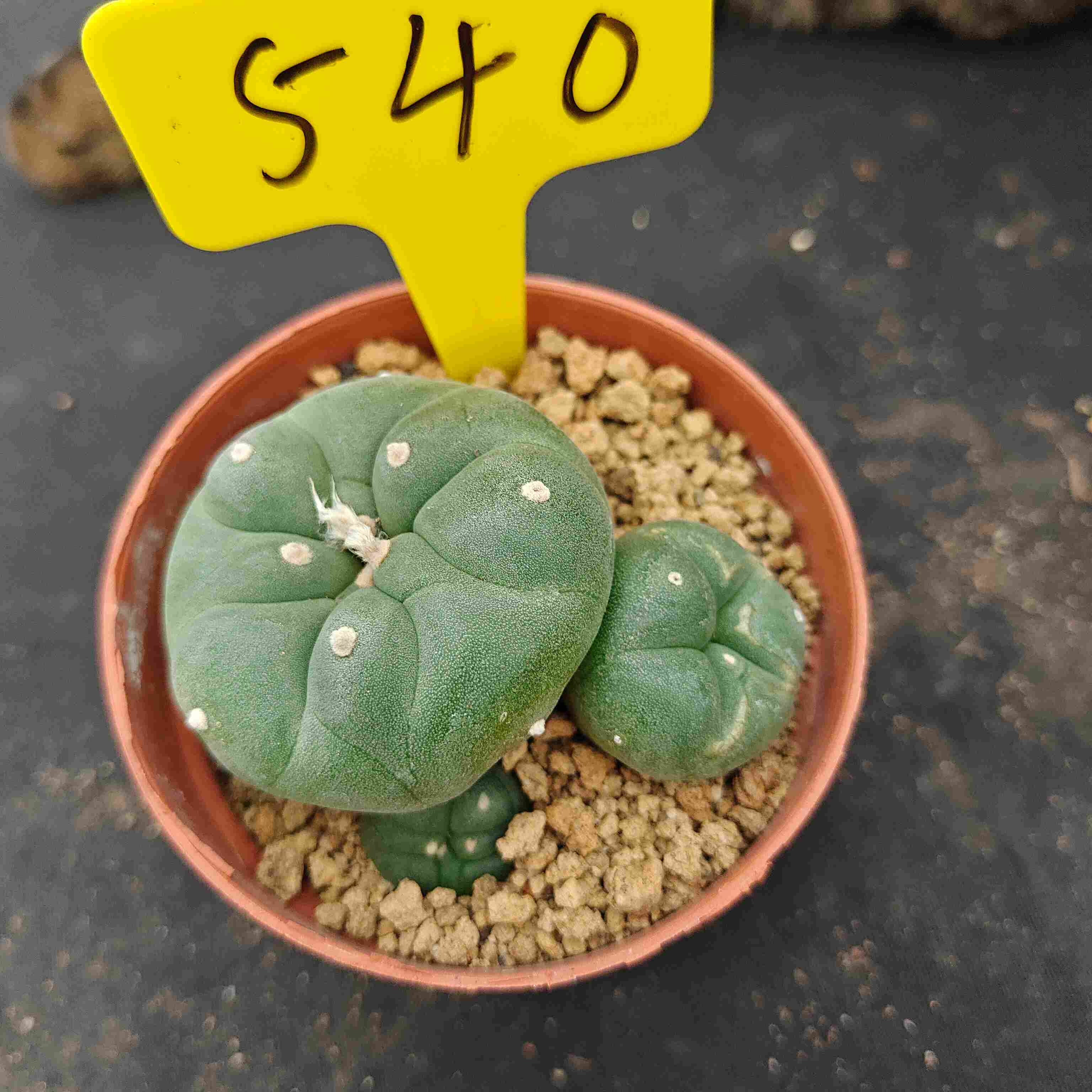 7-8cm（WYSIWYG）Lophophora diffusa 5 years old Number 540