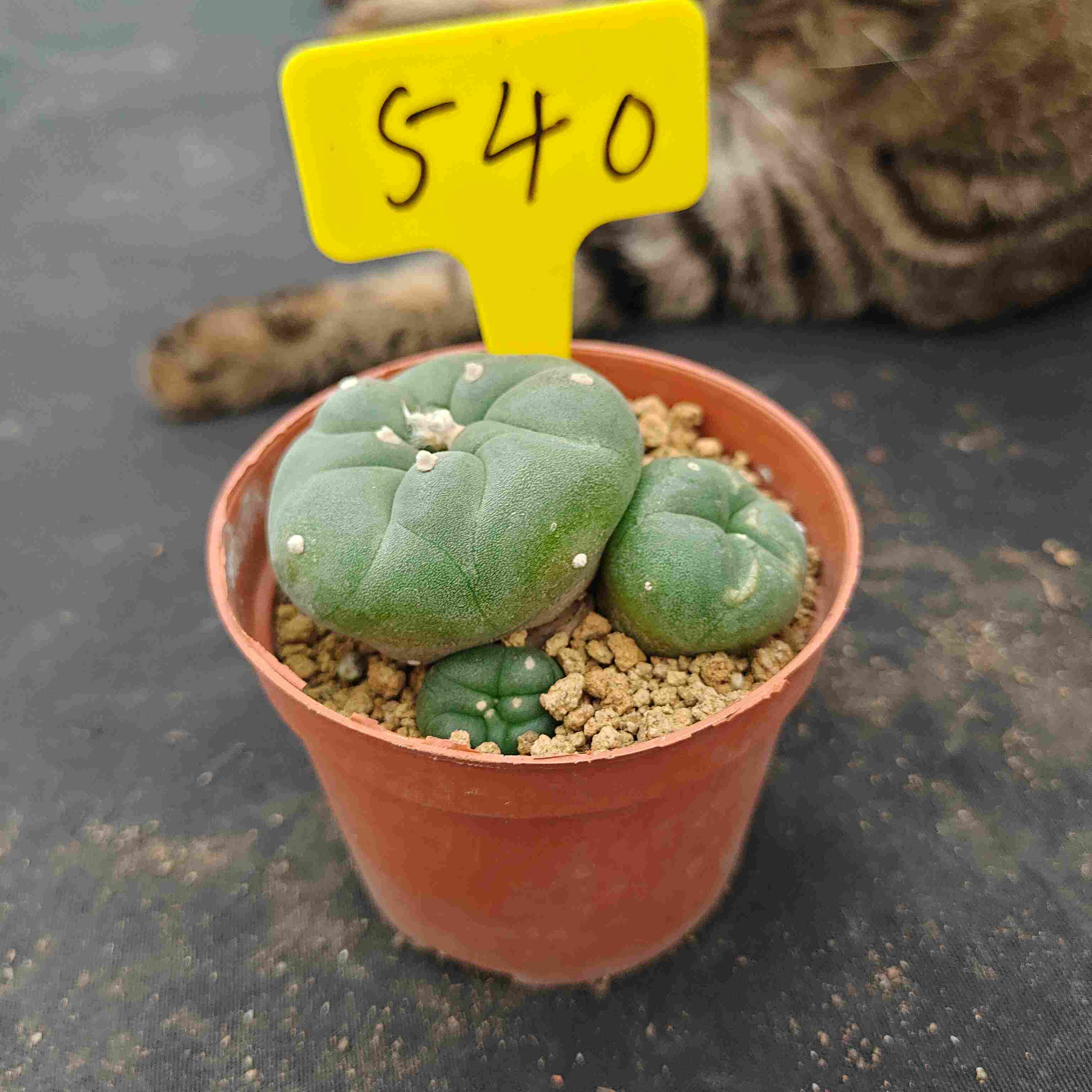 7-8cm（WYSIWYG）Lophophora diffusa 5 years old Number 540
