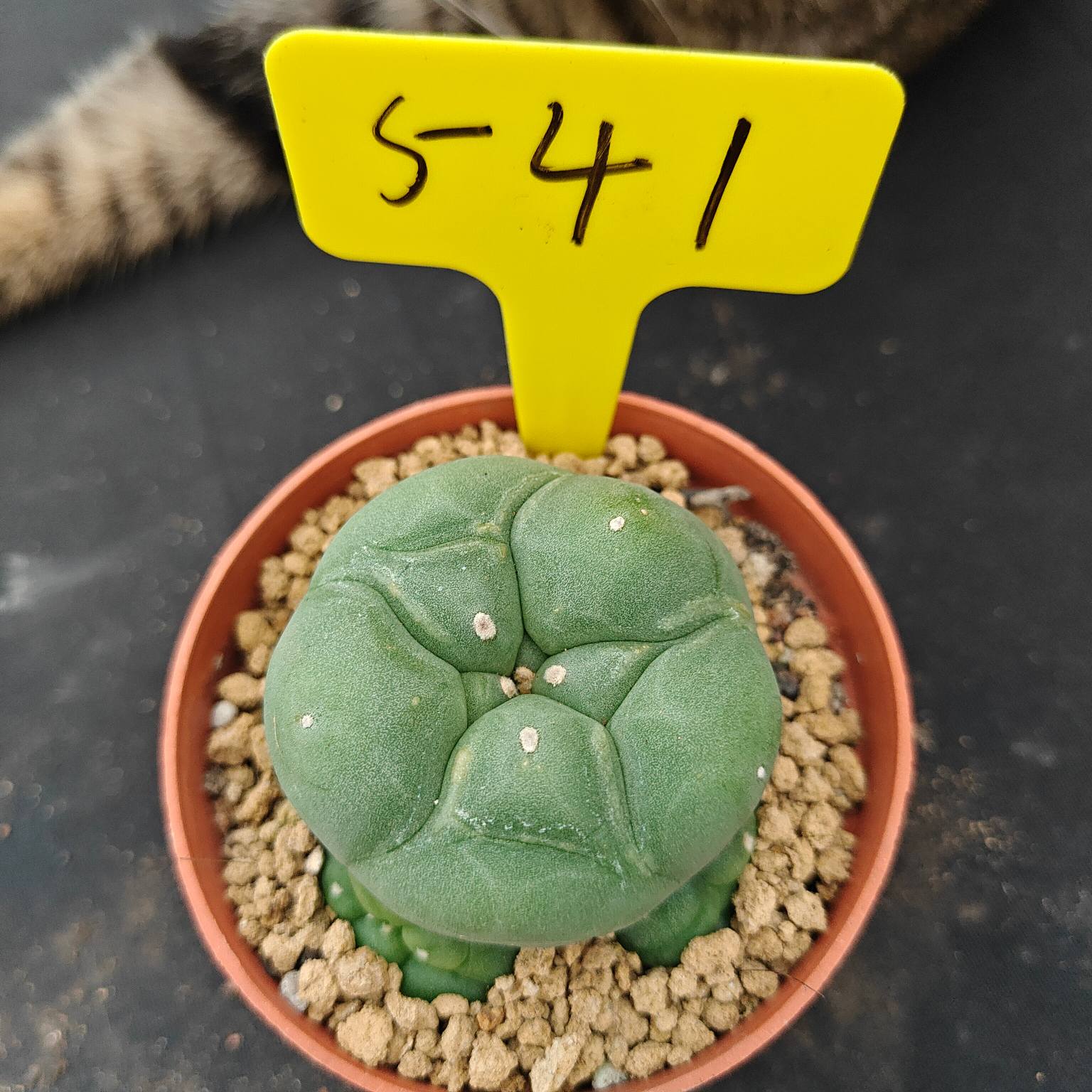 6-7cm（WYSIWYG）Lophophora diffusa 5 years old Number 541