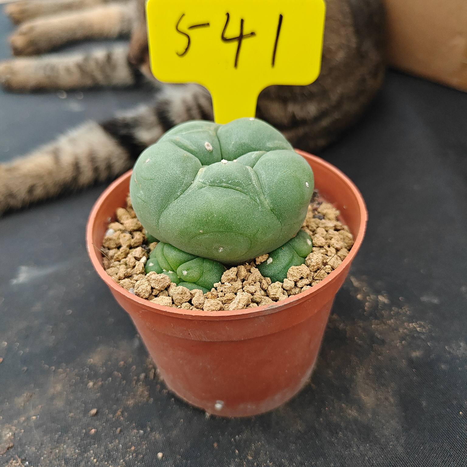 6-7cm（WYSIWYG）Lophophora diffusa 5 years old Number 541