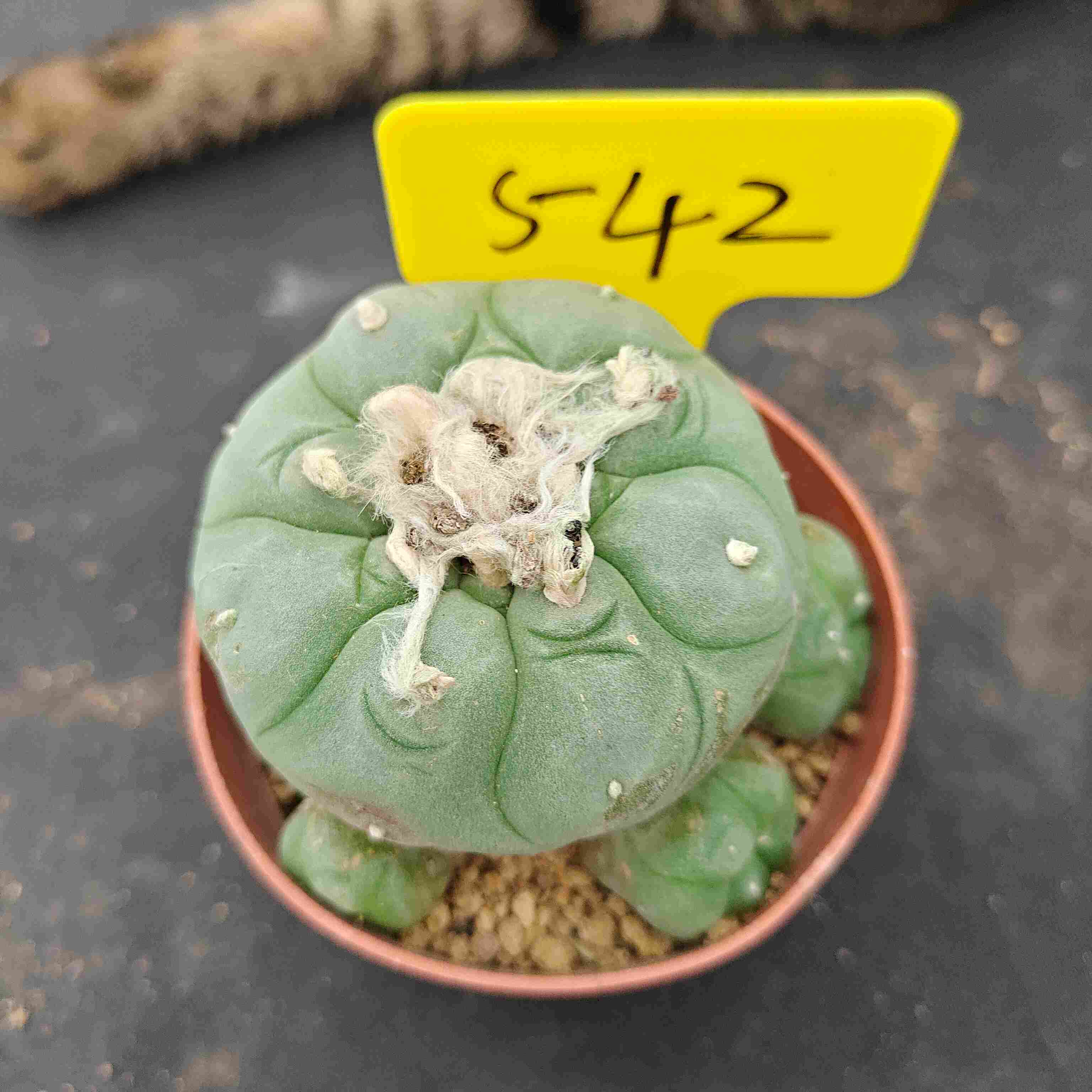 8-9cm（WYSIWYG）Lophophora diffusa 5 years old Number 542