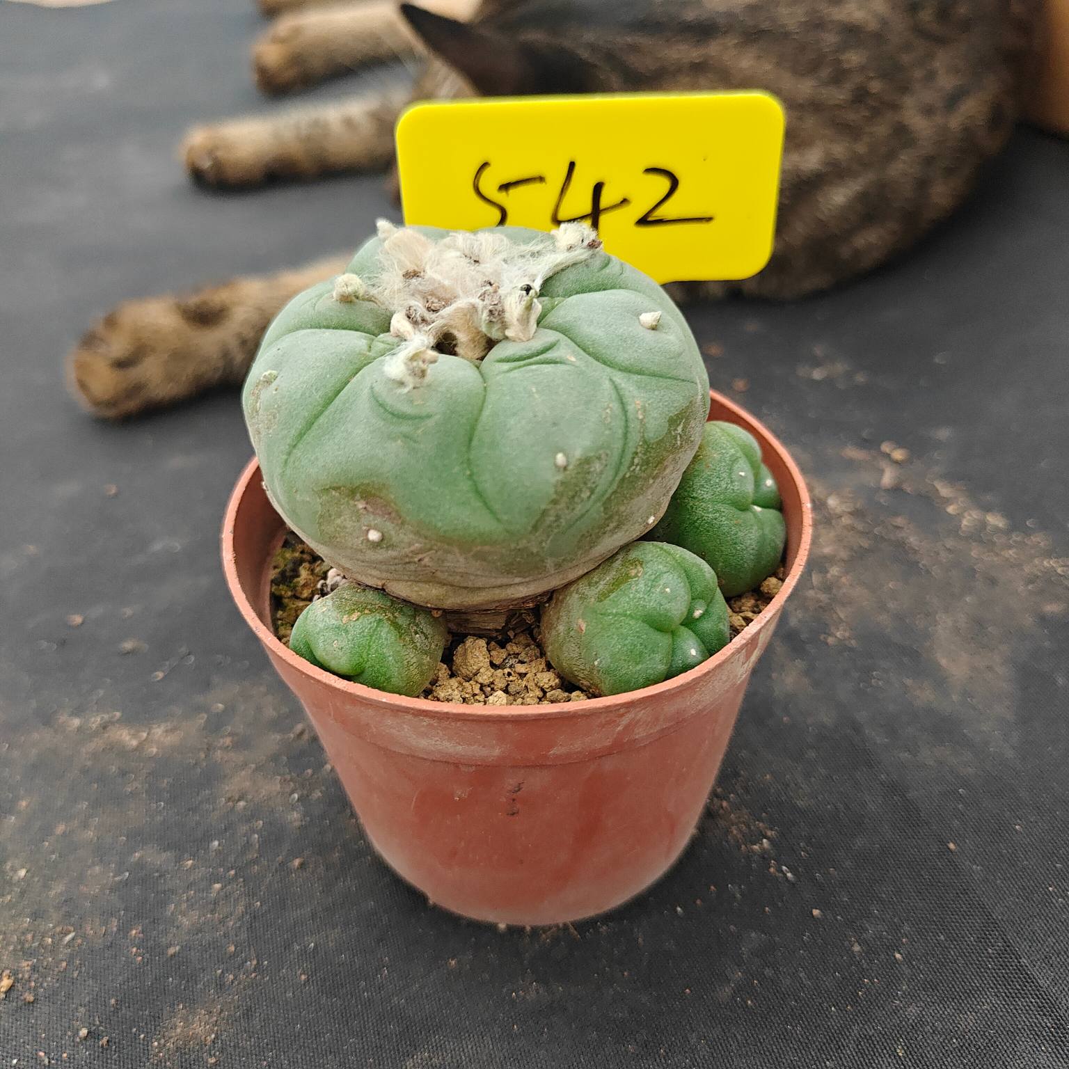 8-9cm（WYSIWYG）Lophophora diffusa 5 years old Number 542