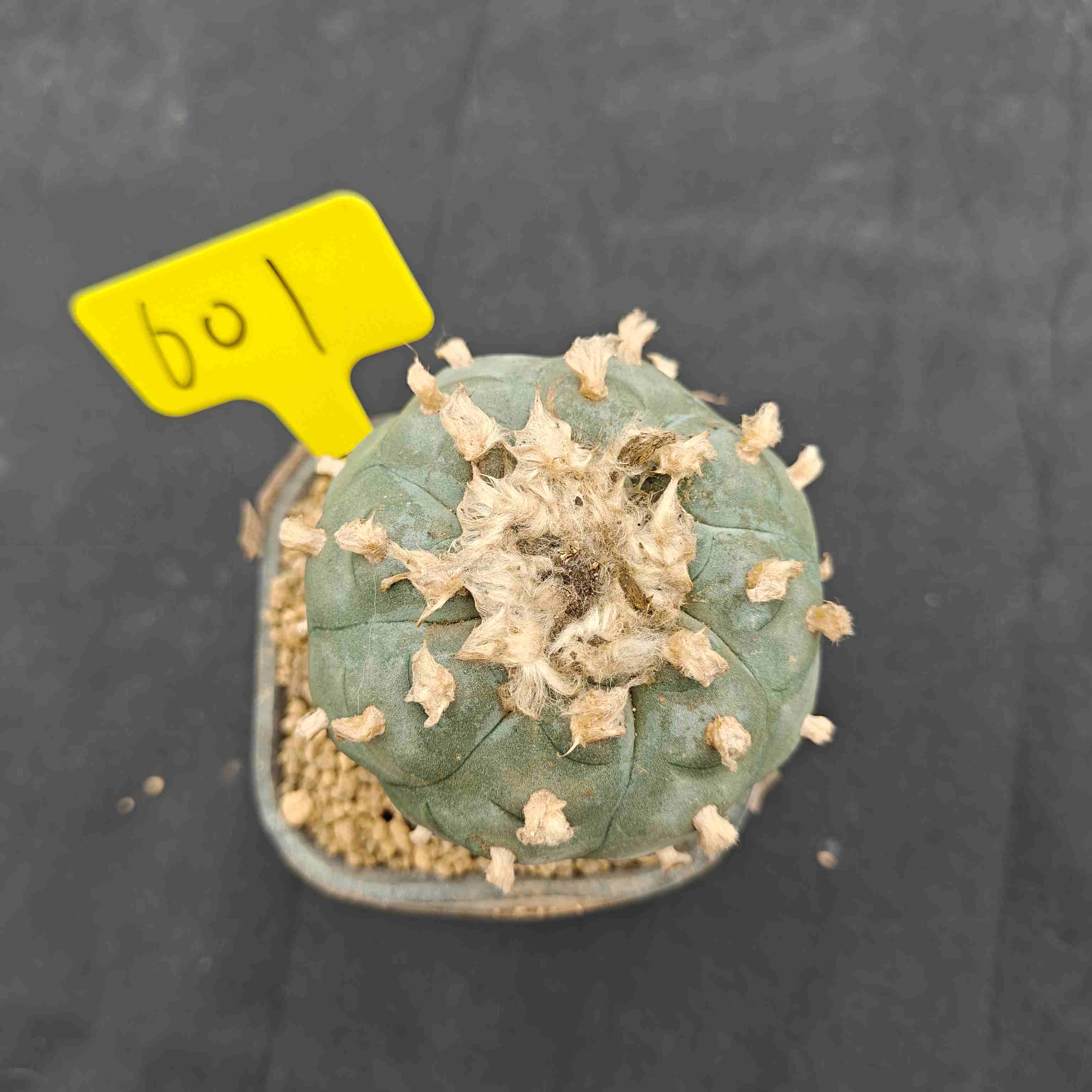 8.5cm（WYSIWYG）Lophophora williamsii （single head）6-8 years old Number 601