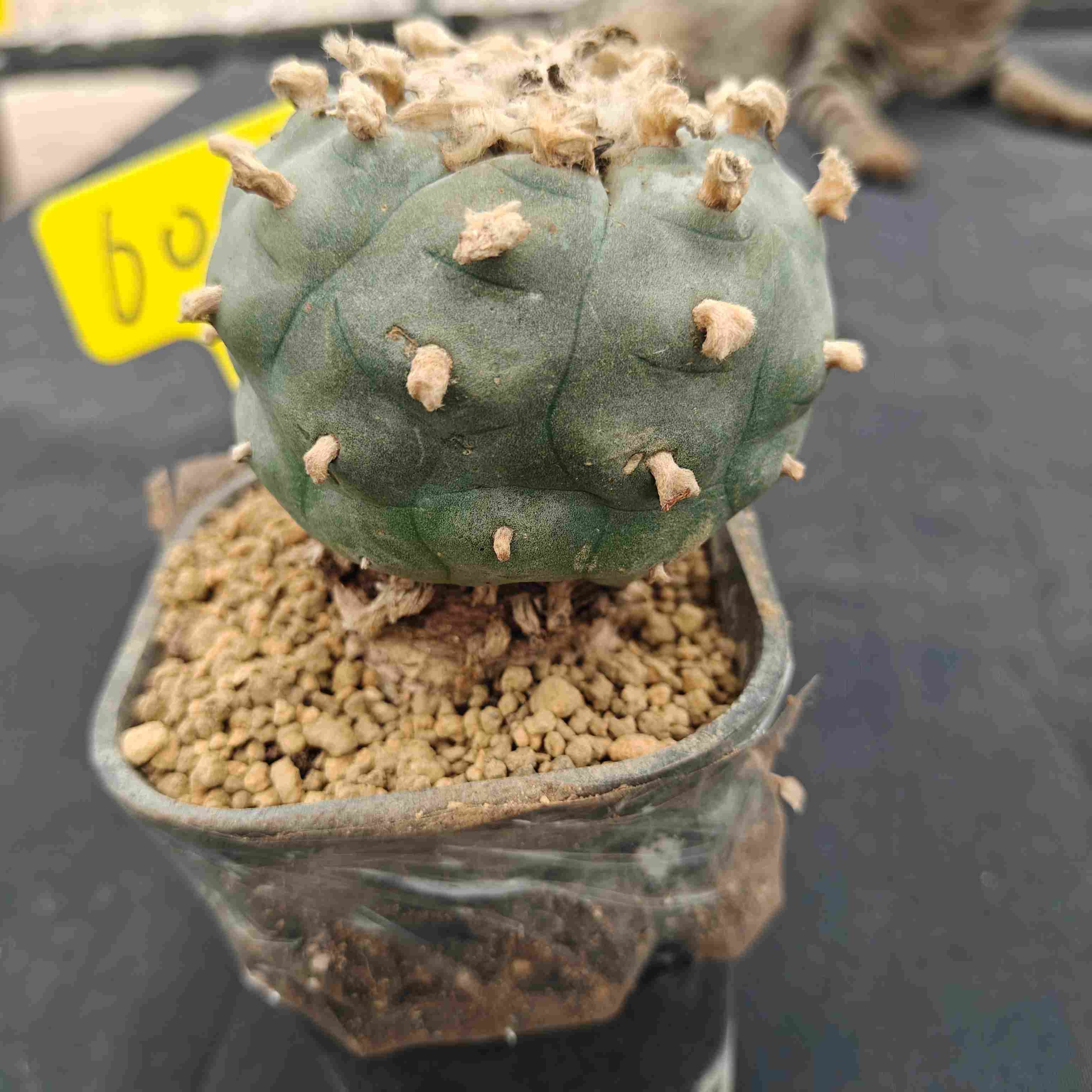 8.5cm（WYSIWYG）Lophophora williamsii （single head）6-8 years old Number 601