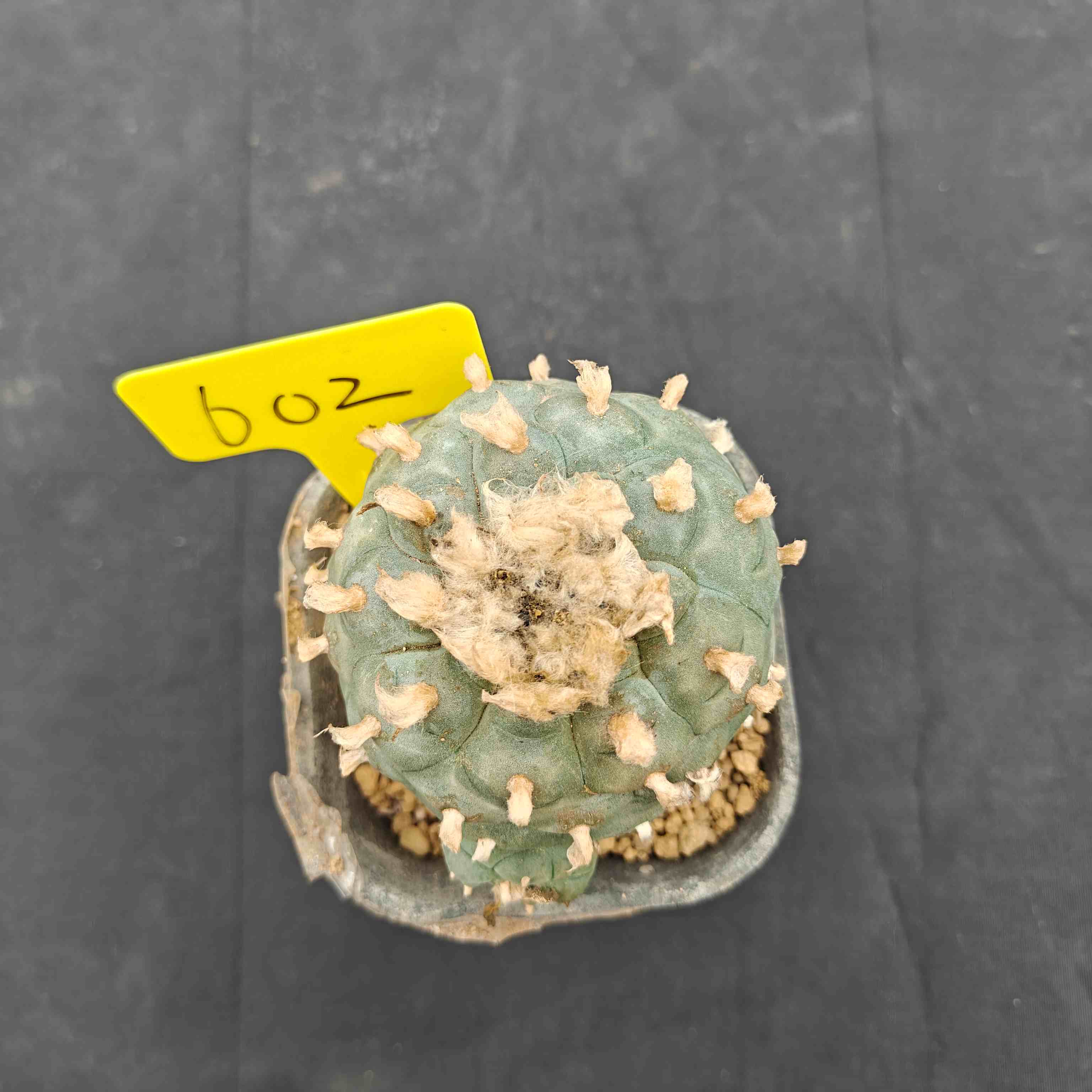 8.5cm（WYSIWYG）Lophophora williamsii （single head）6-8 years old Number 602