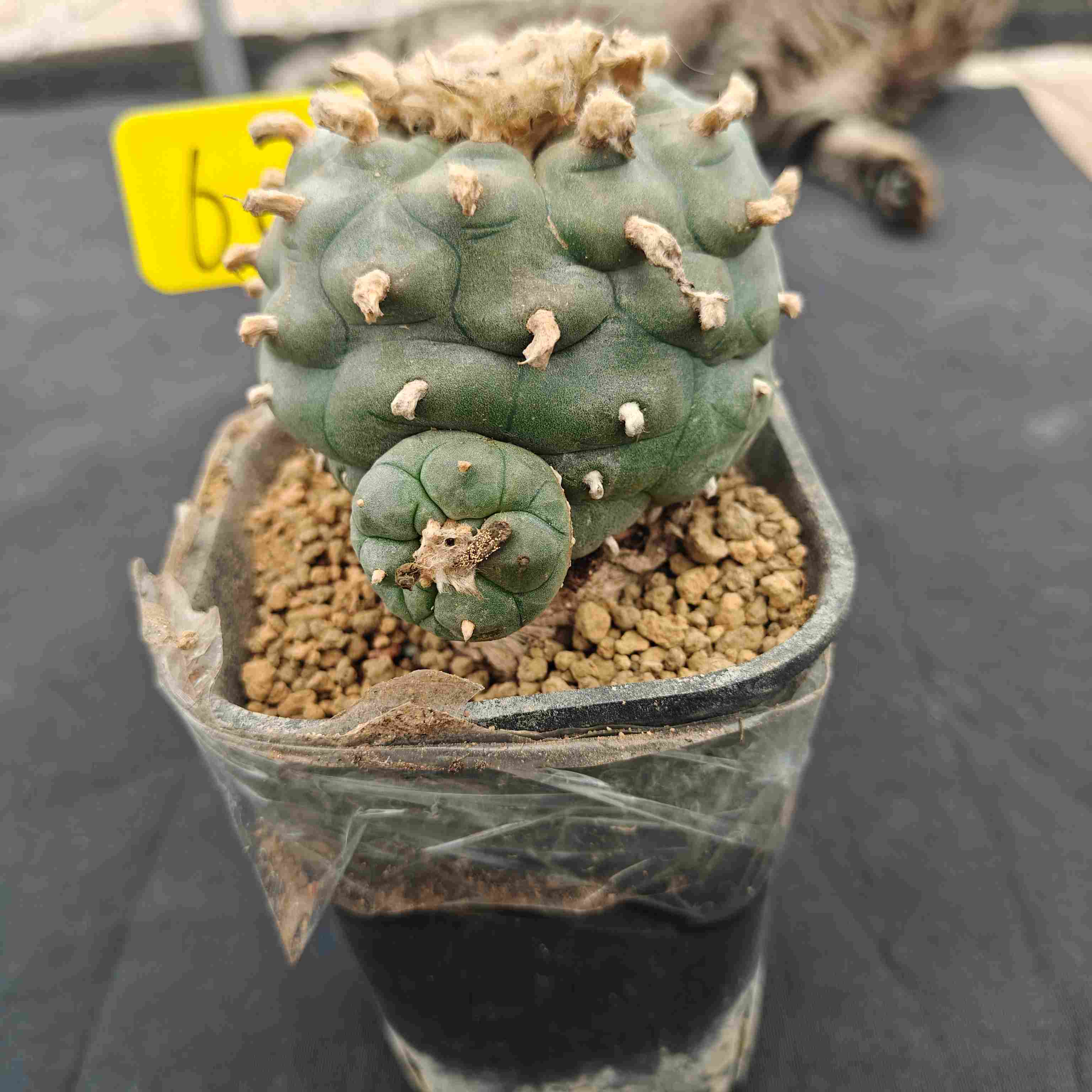 8.5cm（WYSIWYG）Lophophora williamsii （single head）6-8 years old Number 602
