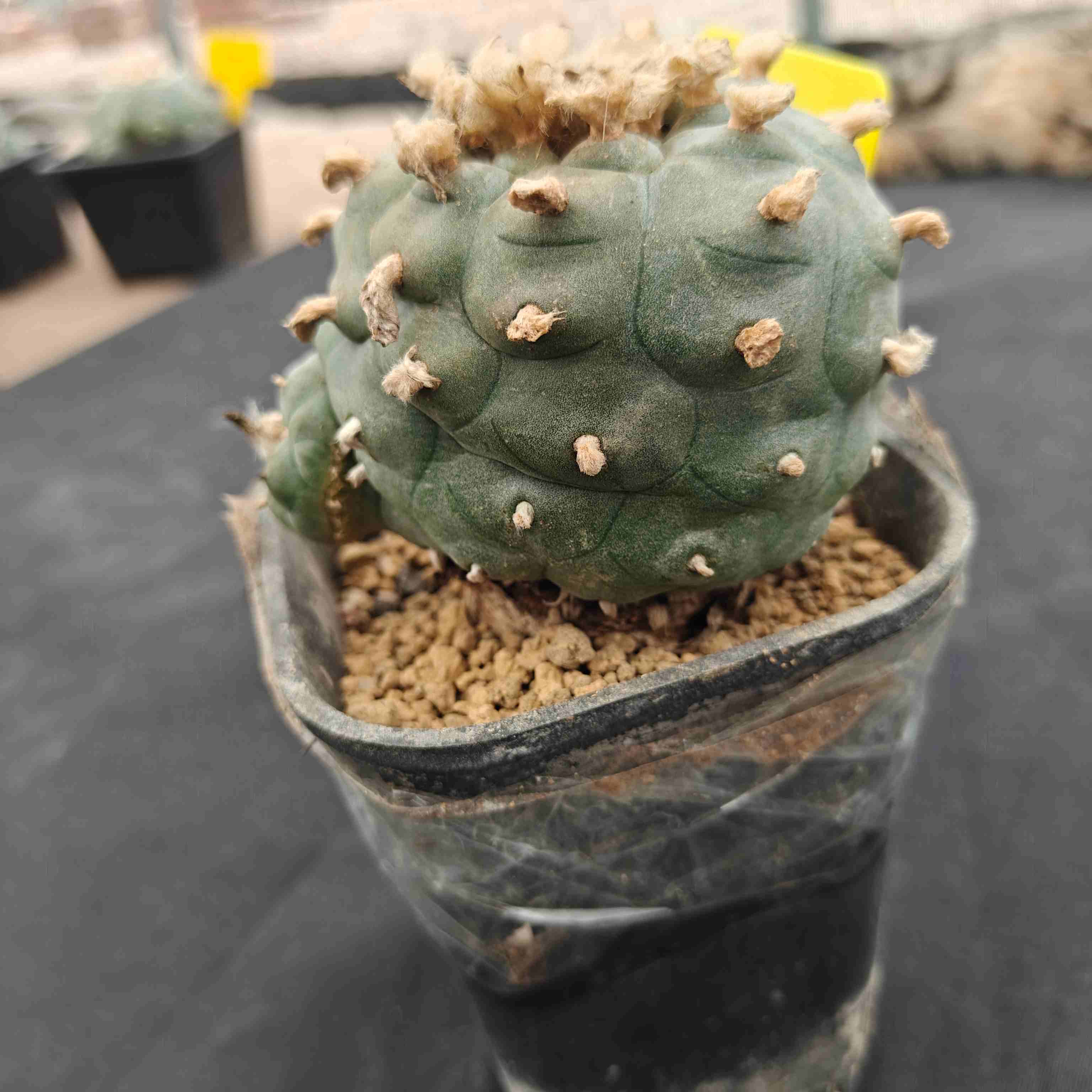 8.5cm（WYSIWYG）Lophophora williamsii （single head）6-8 years old Number 602