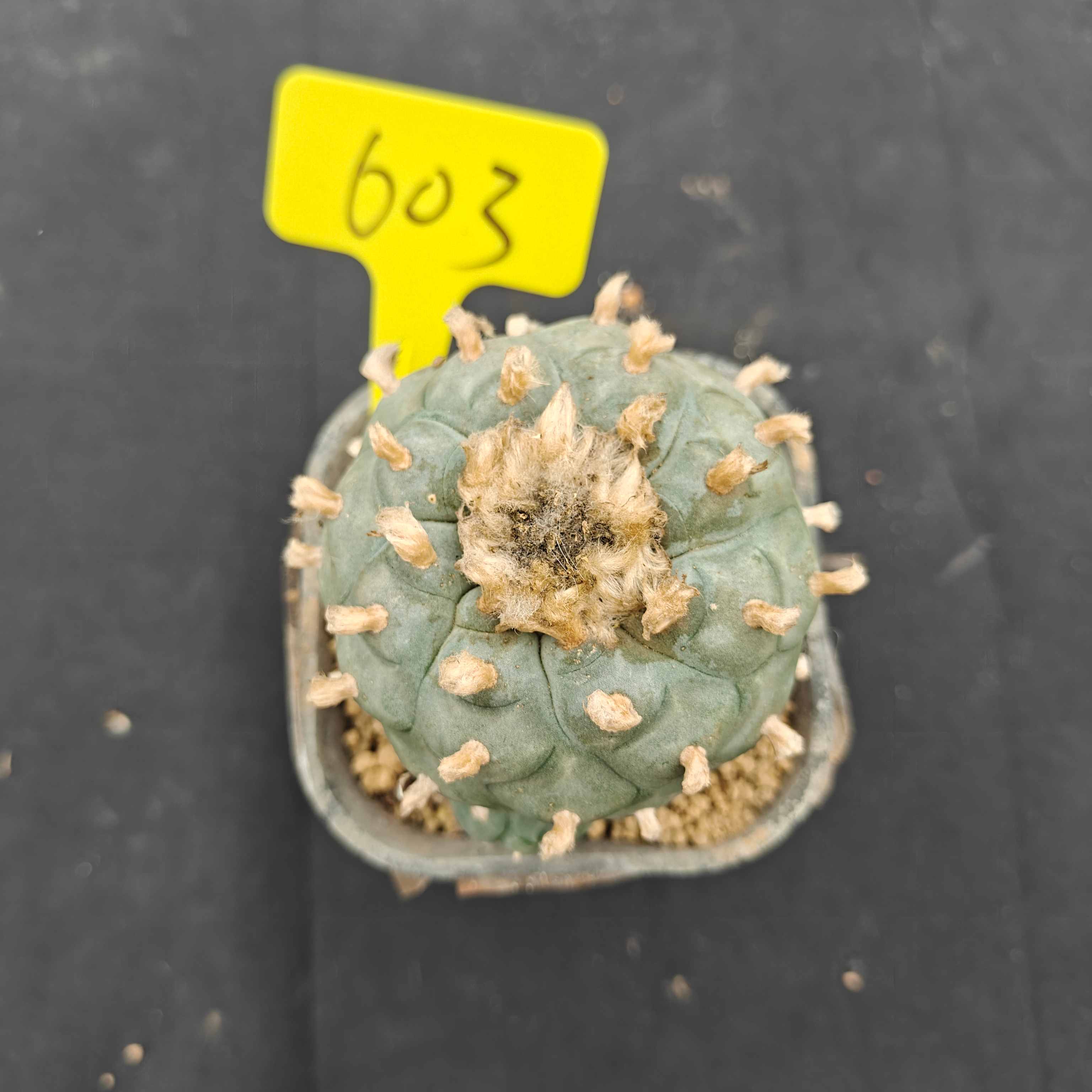 8.5cm（WYSIWYG）Lophophora williamsii （single head）8 years old Number 603