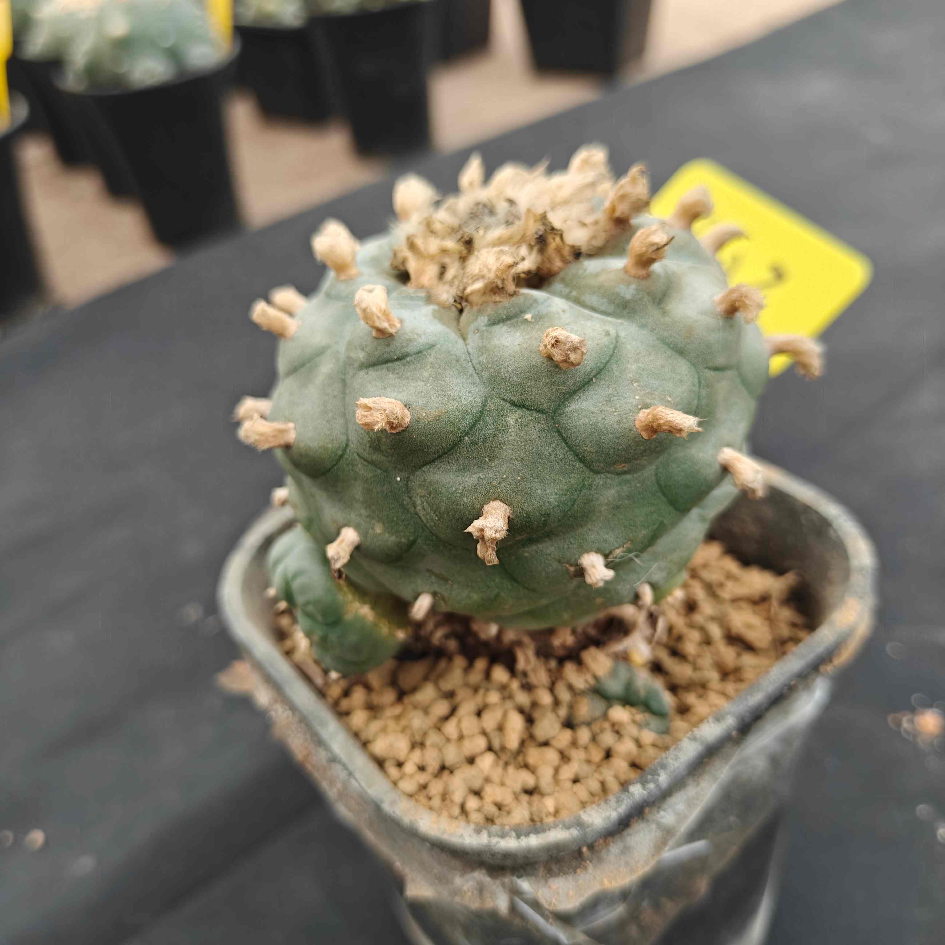 8.5cm（WYSIWYG）Lophophora williamsii （single head）8 years old Number 603