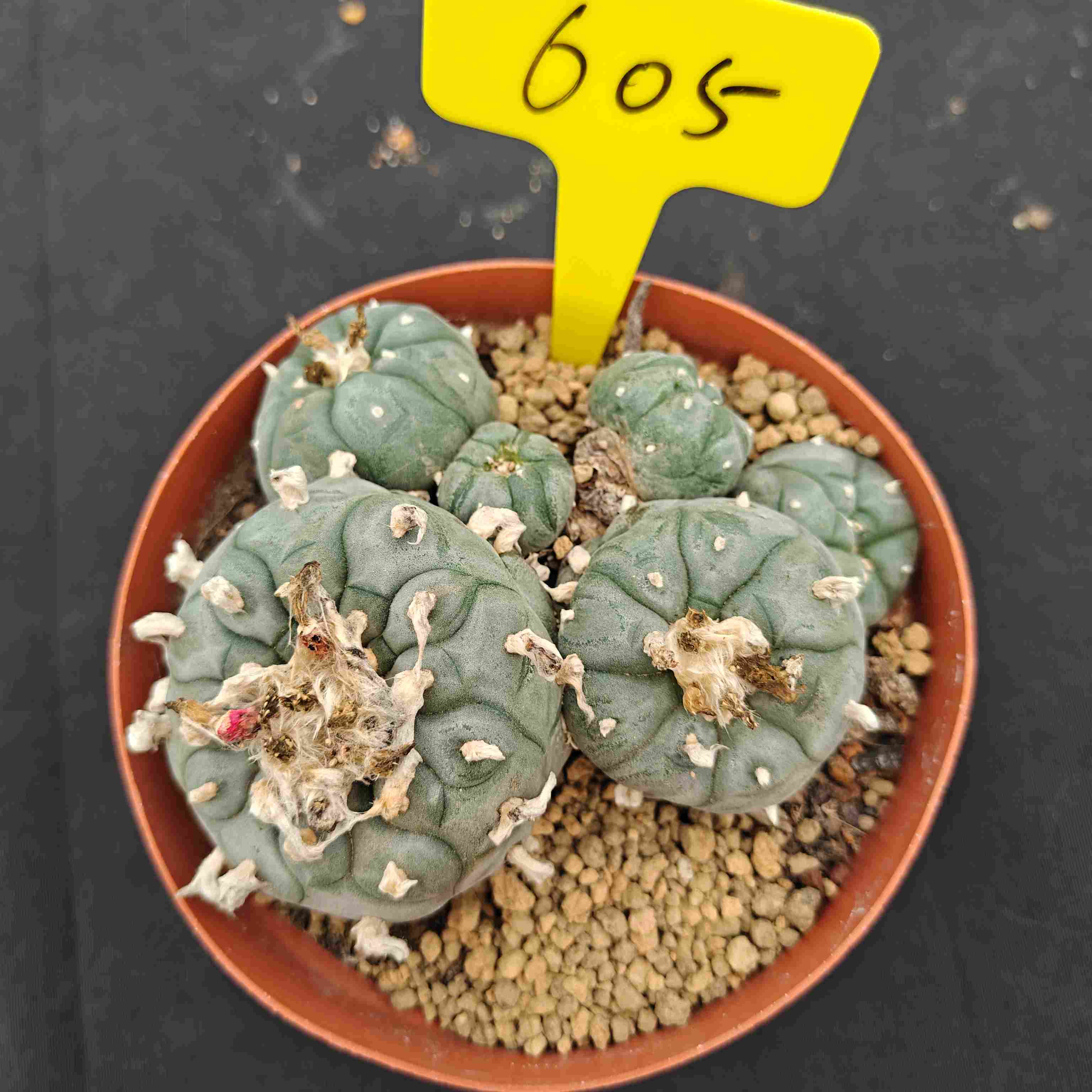 12cm（WYSIWYG）Lophophora williamsii （single head）6-8 years old Number 604
