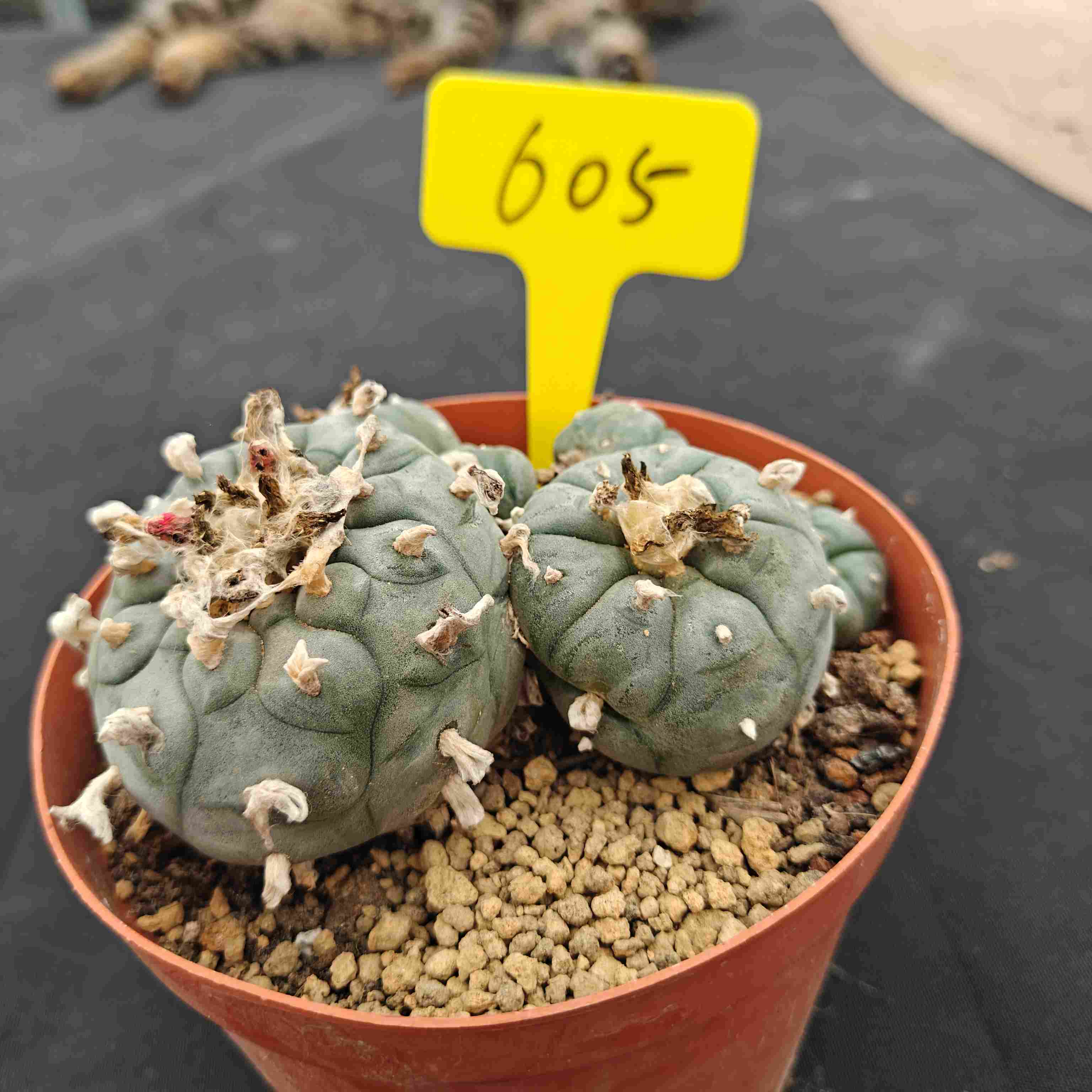 12cm（WYSIWYG）Lophophora williamsii （single head）6-8 years old Number 604