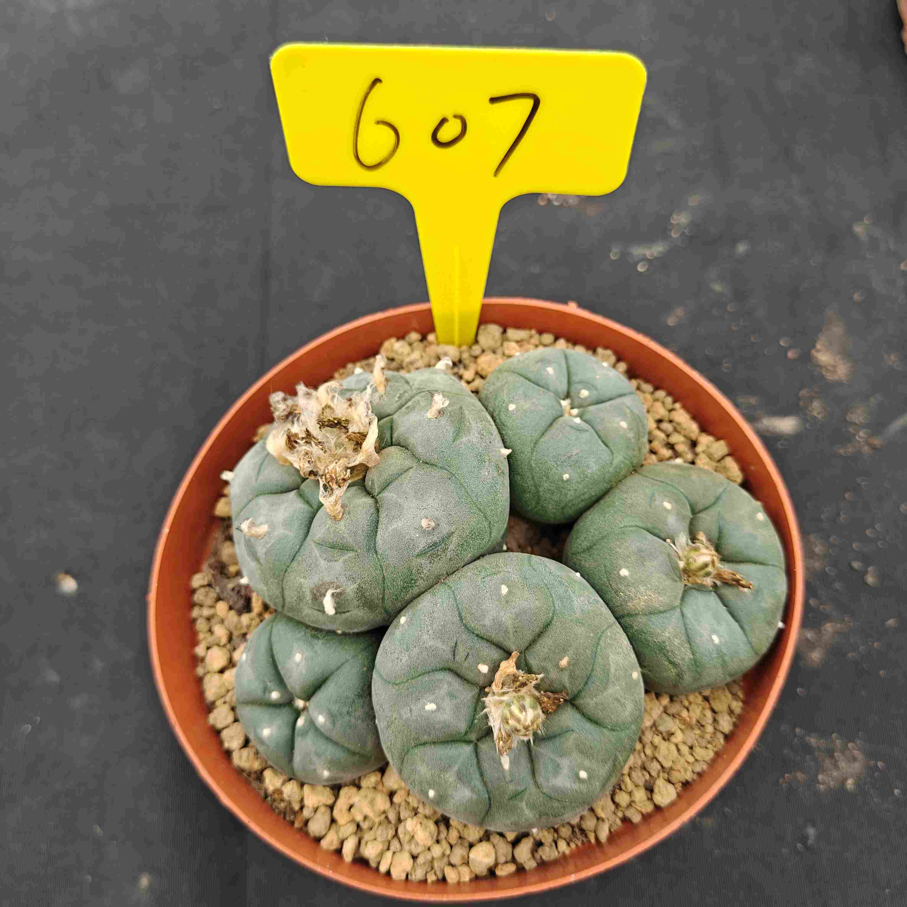 12cm（WYSIWYG）Lophophora williamsii （single head）6-8 years old Number 607