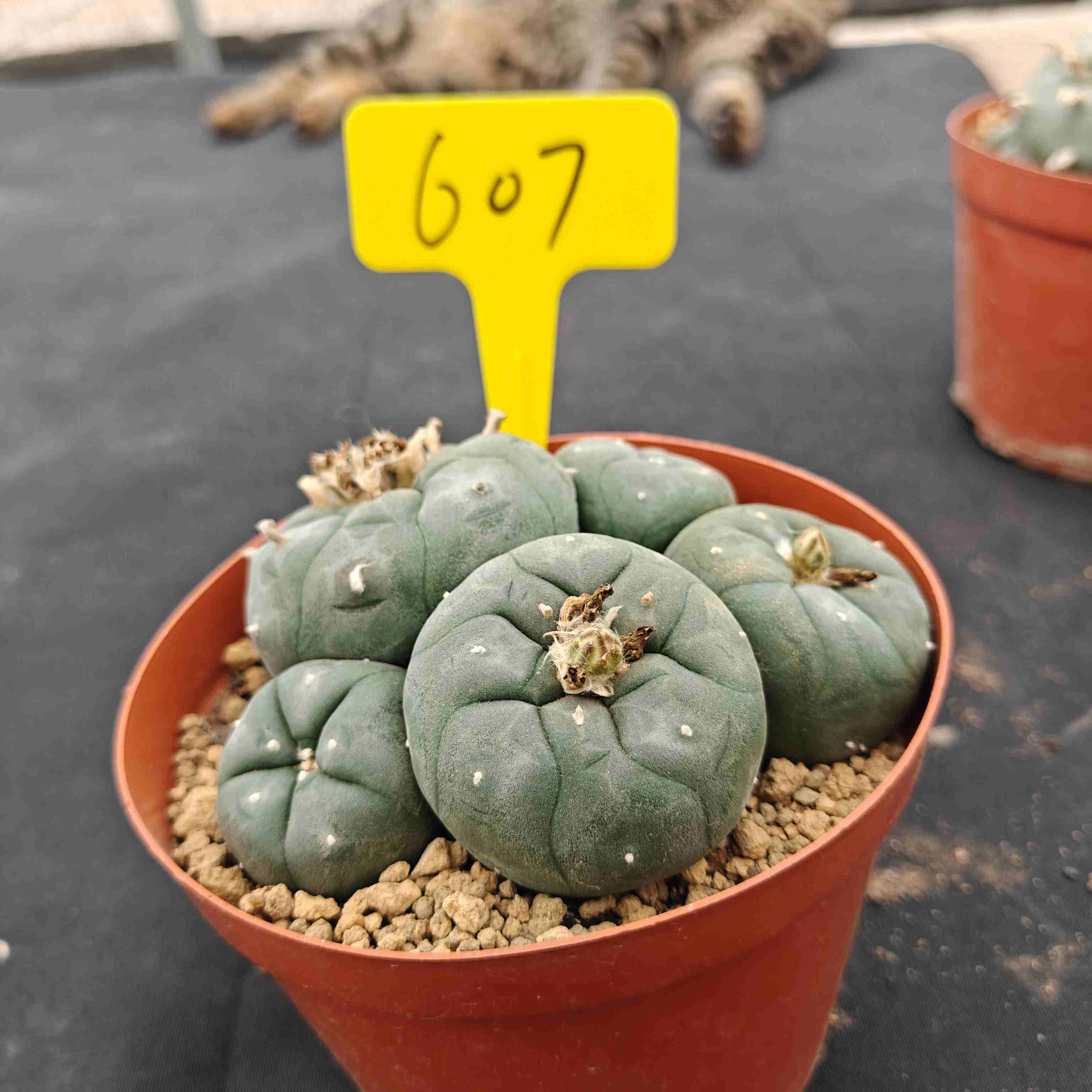 12cm（WYSIWYG）Lophophora williamsii （single head）6-8 years old Number 607