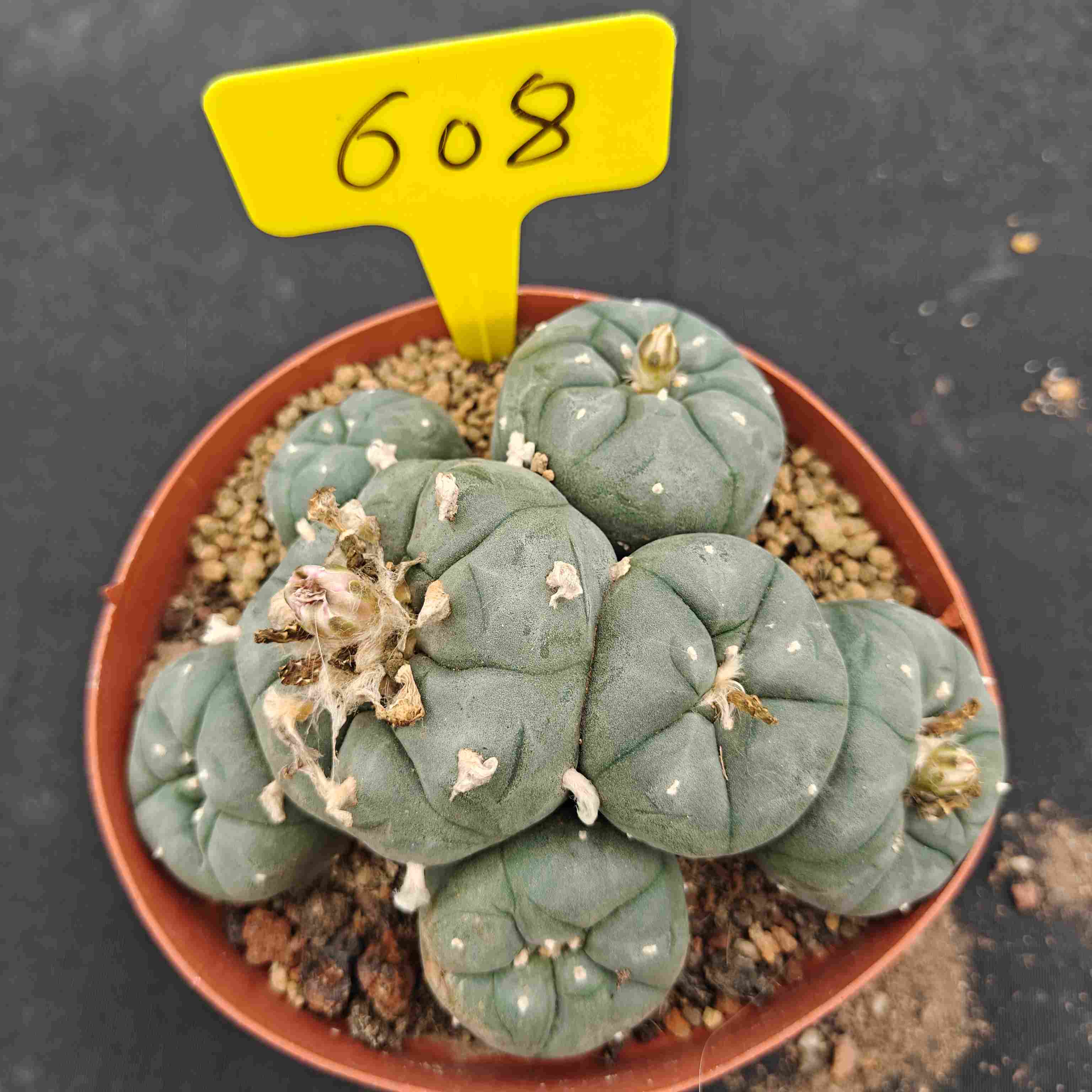 12cm（WYSIWYG）Lophophora williamsii （single head）6-8 years old Number 608