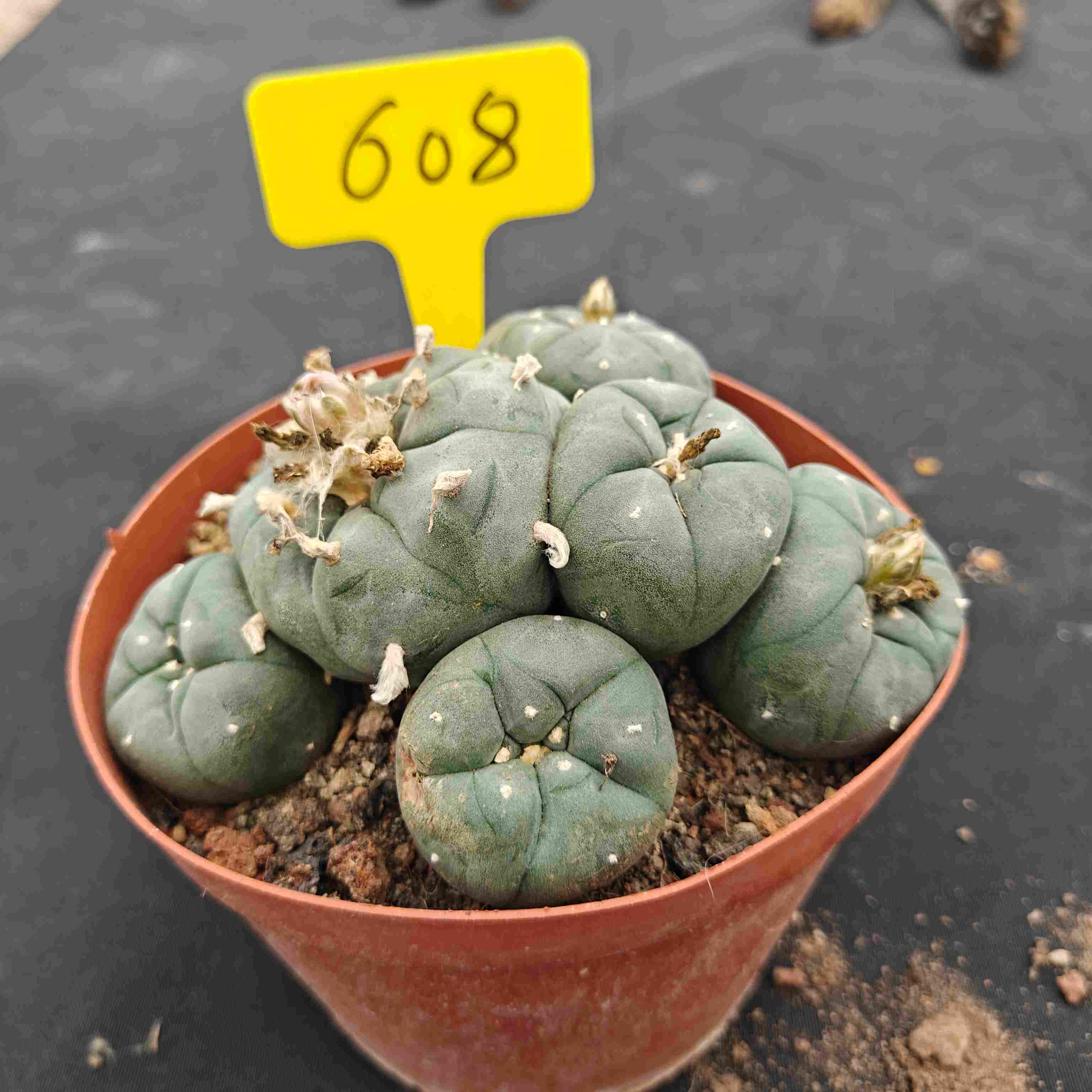 12cm（WYSIWYG）Lophophora williamsii （single head）6-8 years old Number 608