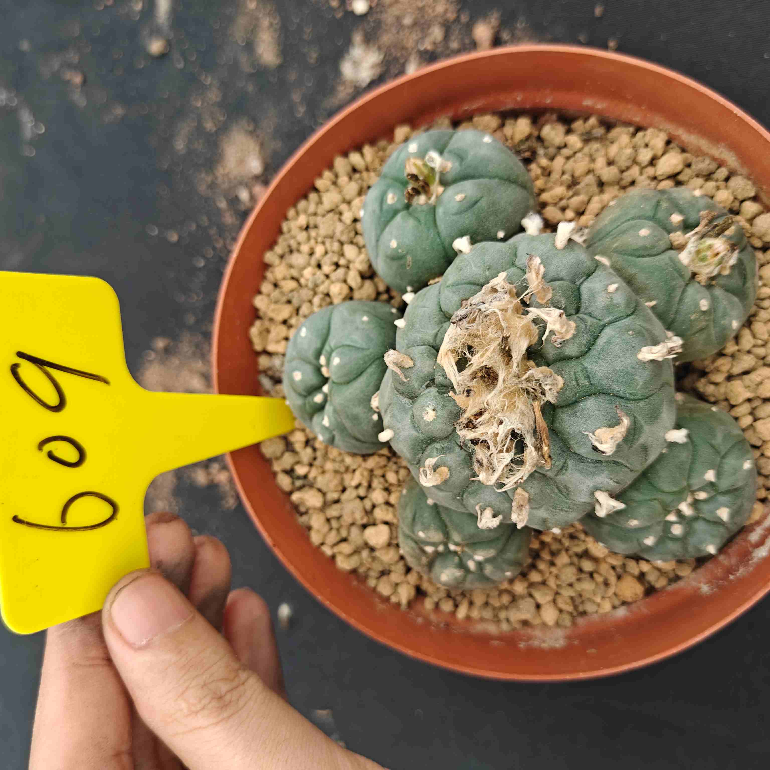 12cm（WYSIWYG）Lophophora williamsii （single head）6-8 years old Number 609