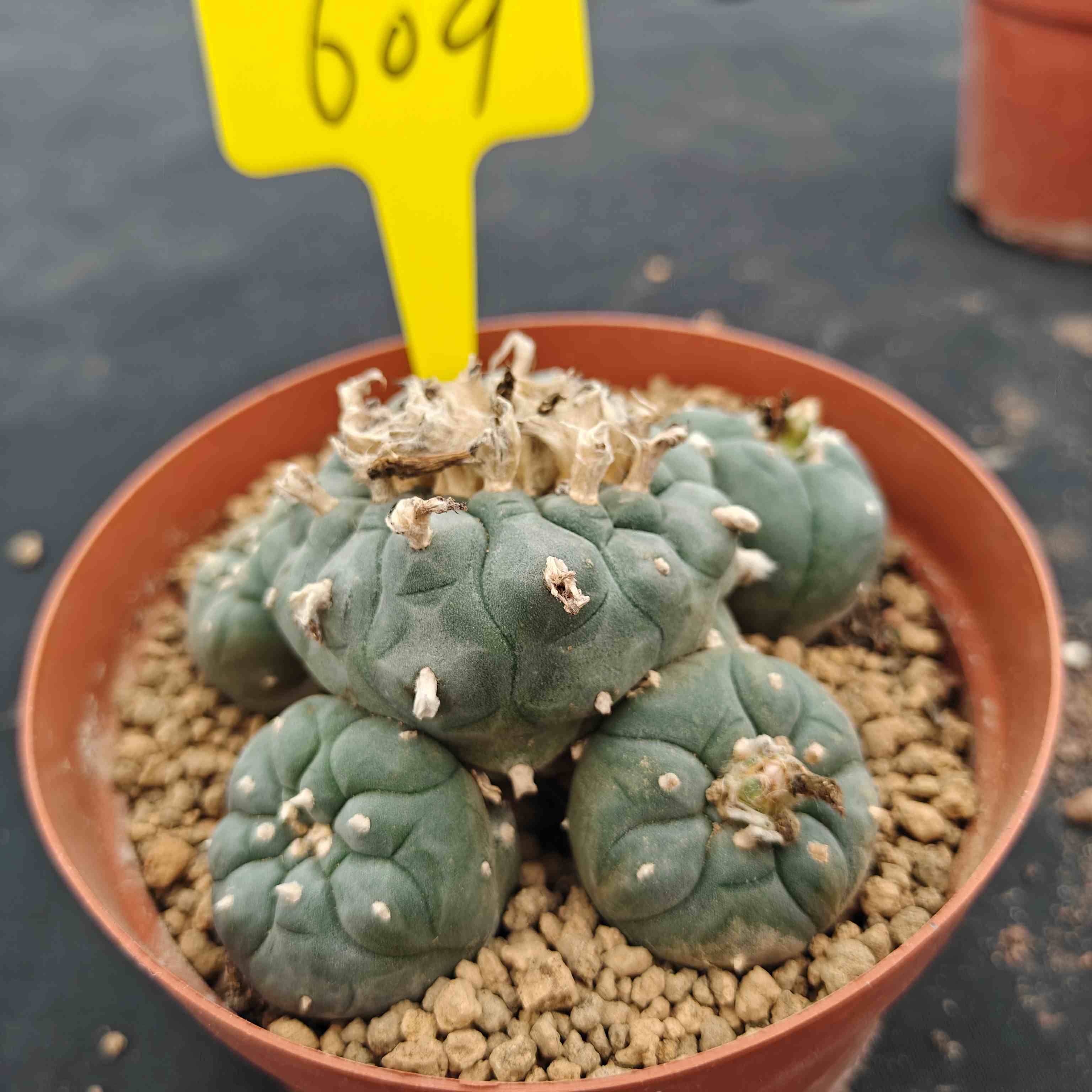 12cm（WYSIWYG）Lophophora williamsii （single head）6-8 years old Number 609