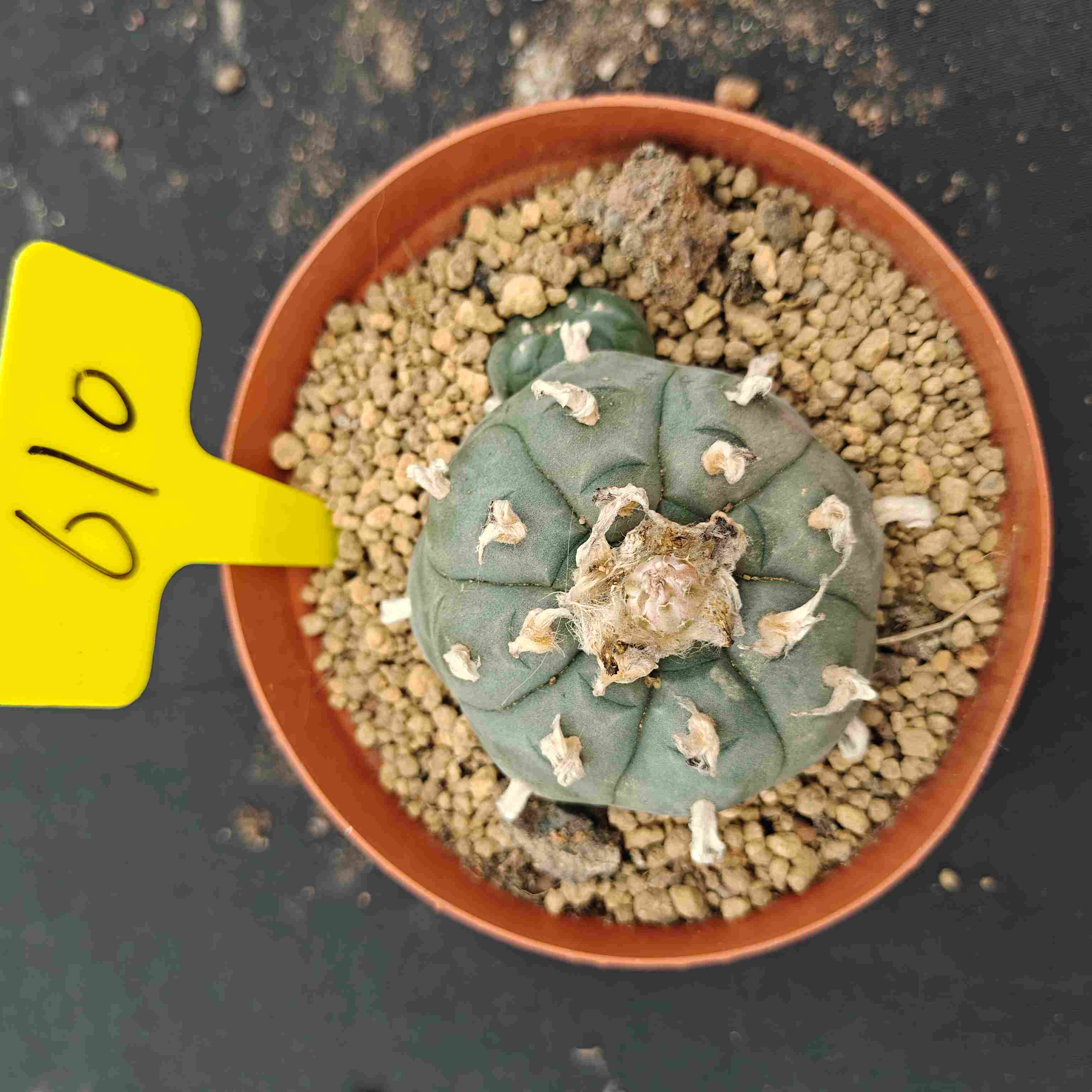 9-10cm（WYSIWYG）Lophophora williamsii （single head）6-8 years old Number 610