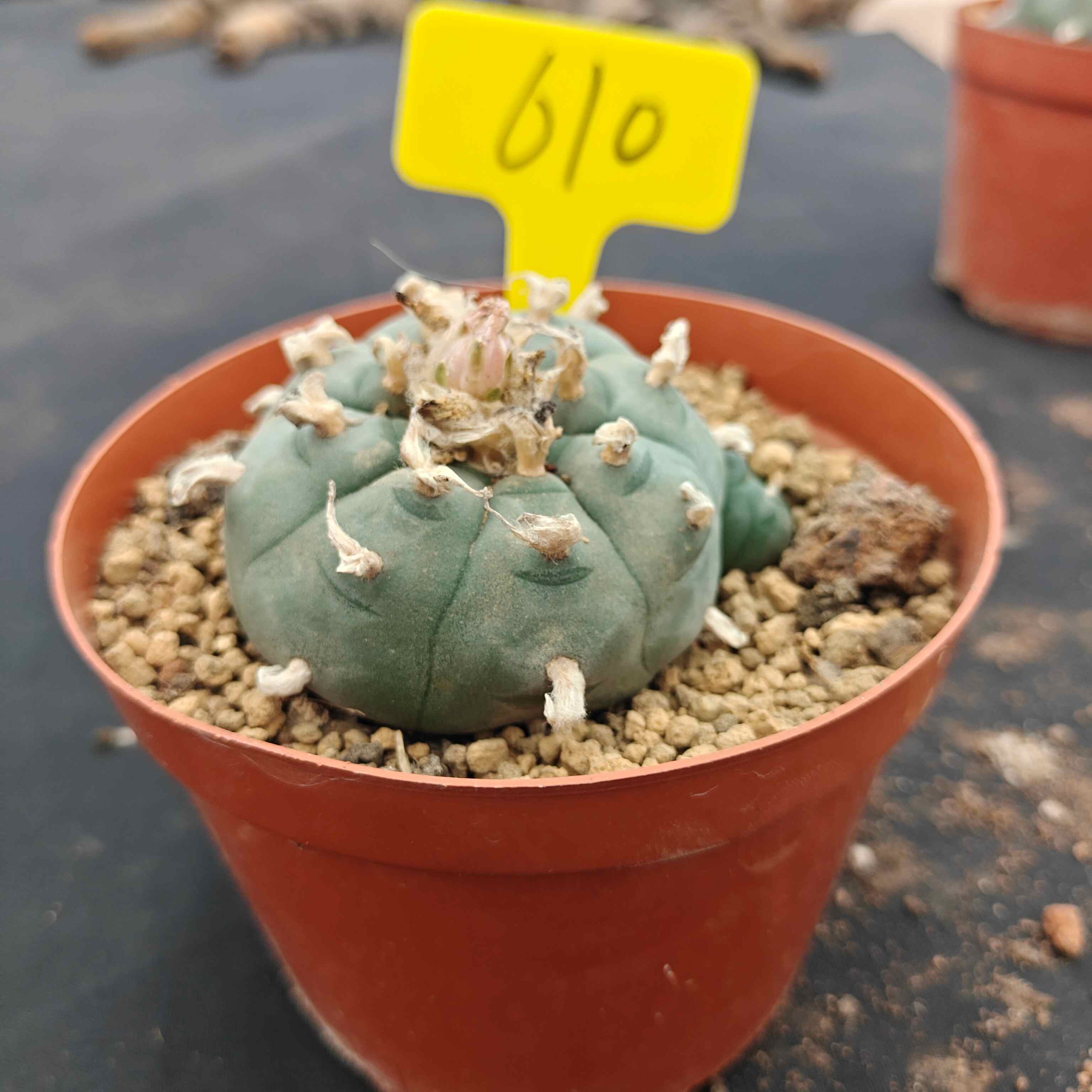 9-10cm（WYSIWYG）Lophophora williamsii （single head）6-8 years old Number 610