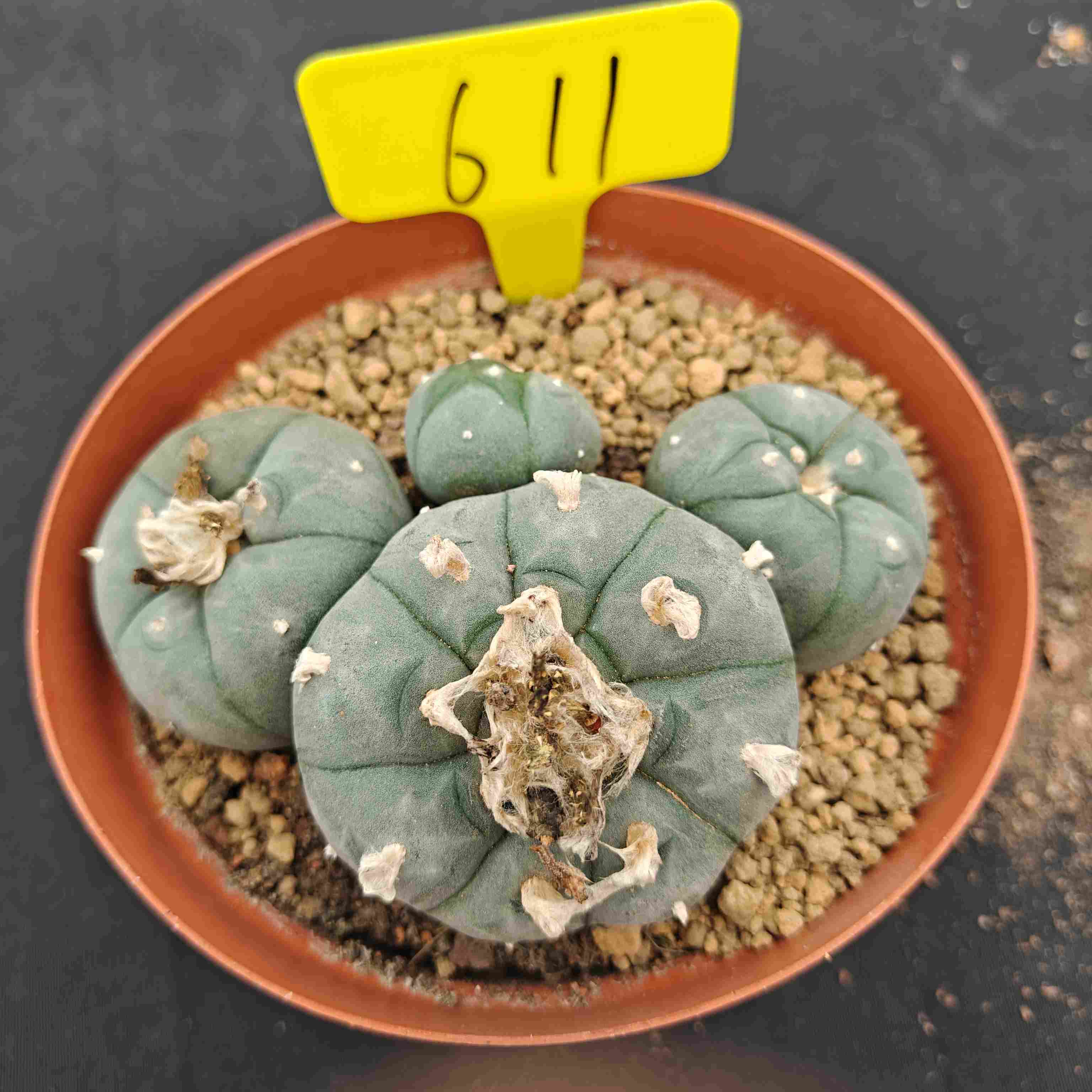 10-12cm（WYSIWYG）Lophophora williamsii （single head）6-8 years old Number 611