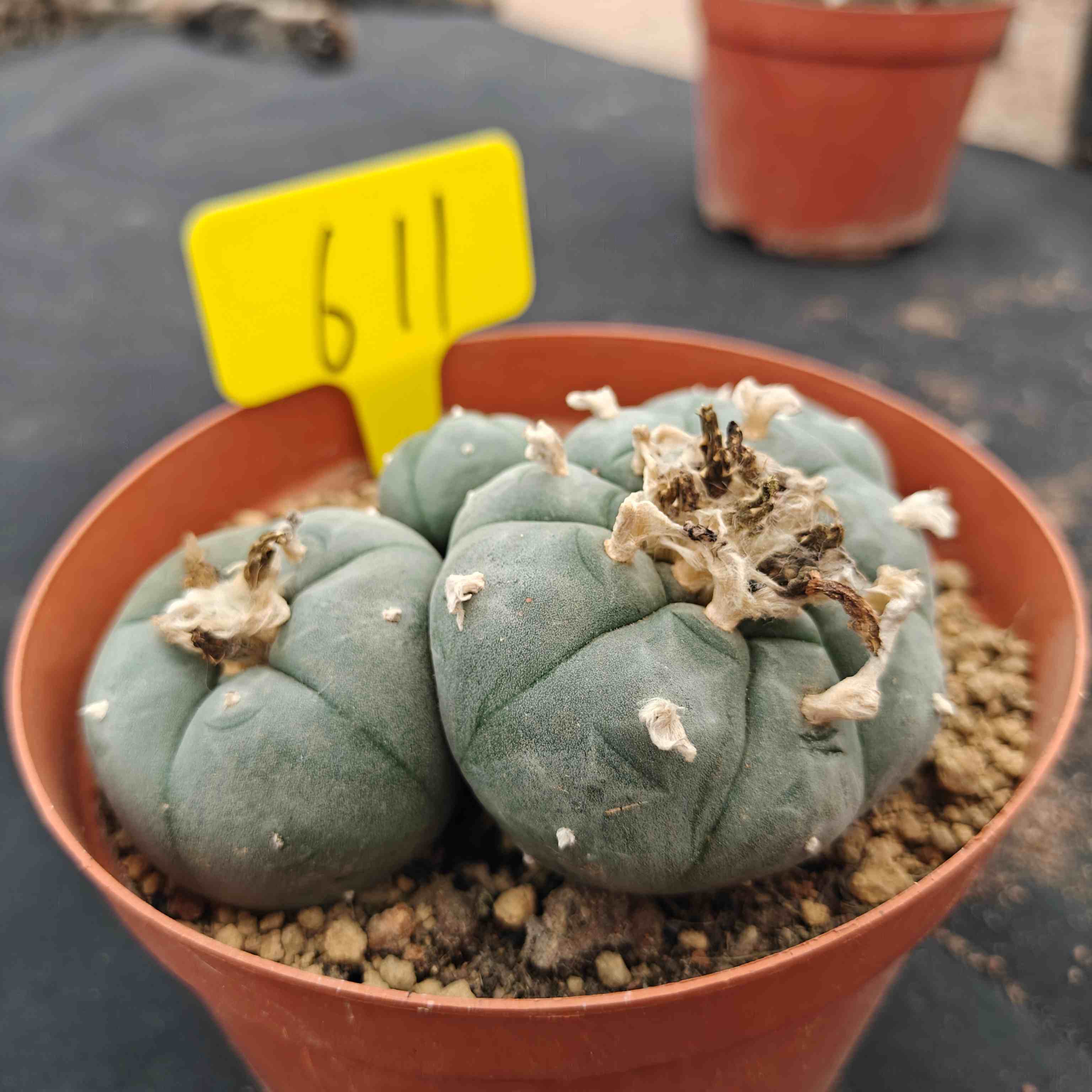 10-12cm（WYSIWYG）Lophophora williamsii （single head）6-8 years old Number 611