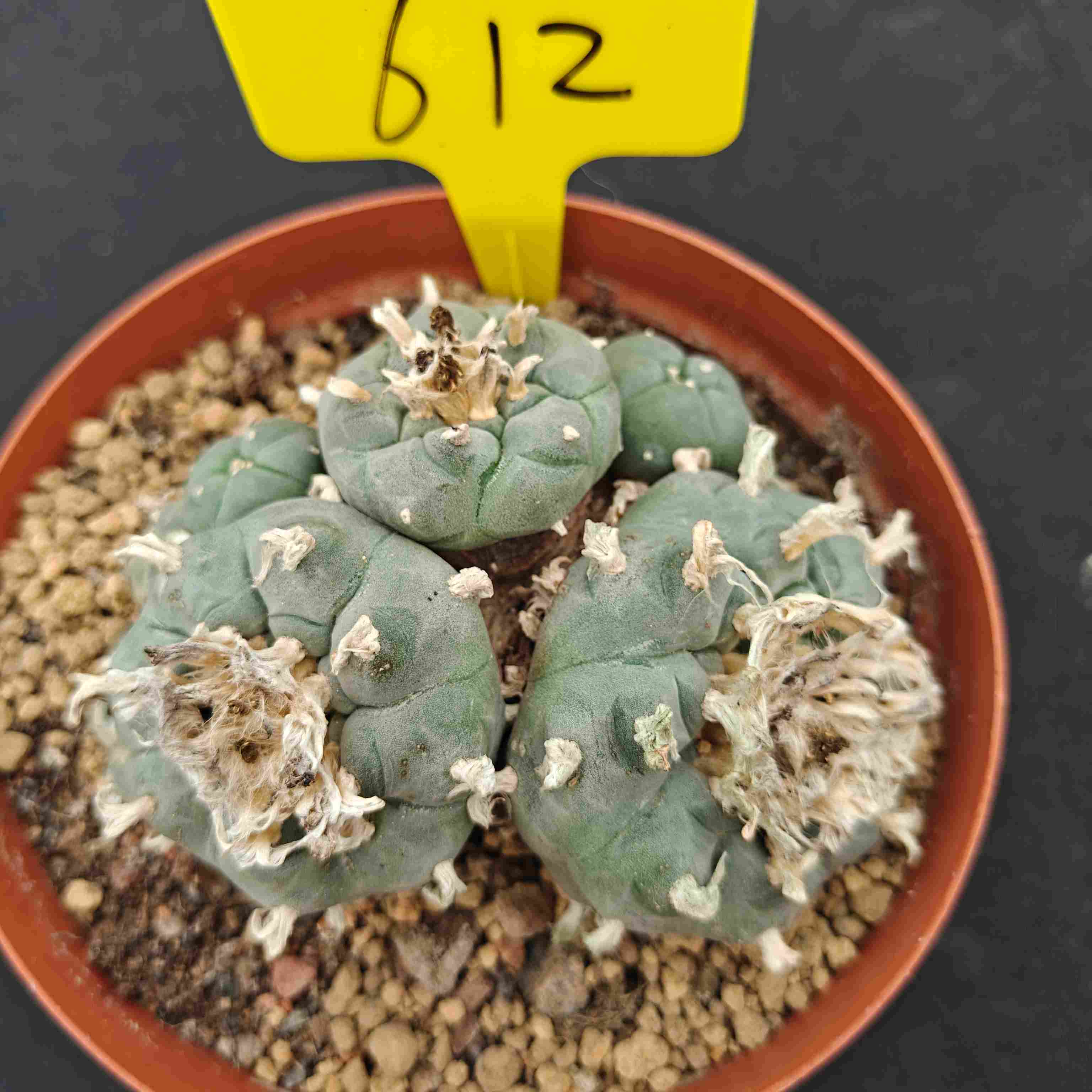 10cm（WYSIWYG）Lophophora williamsii （single head）6-8 years old Number 612