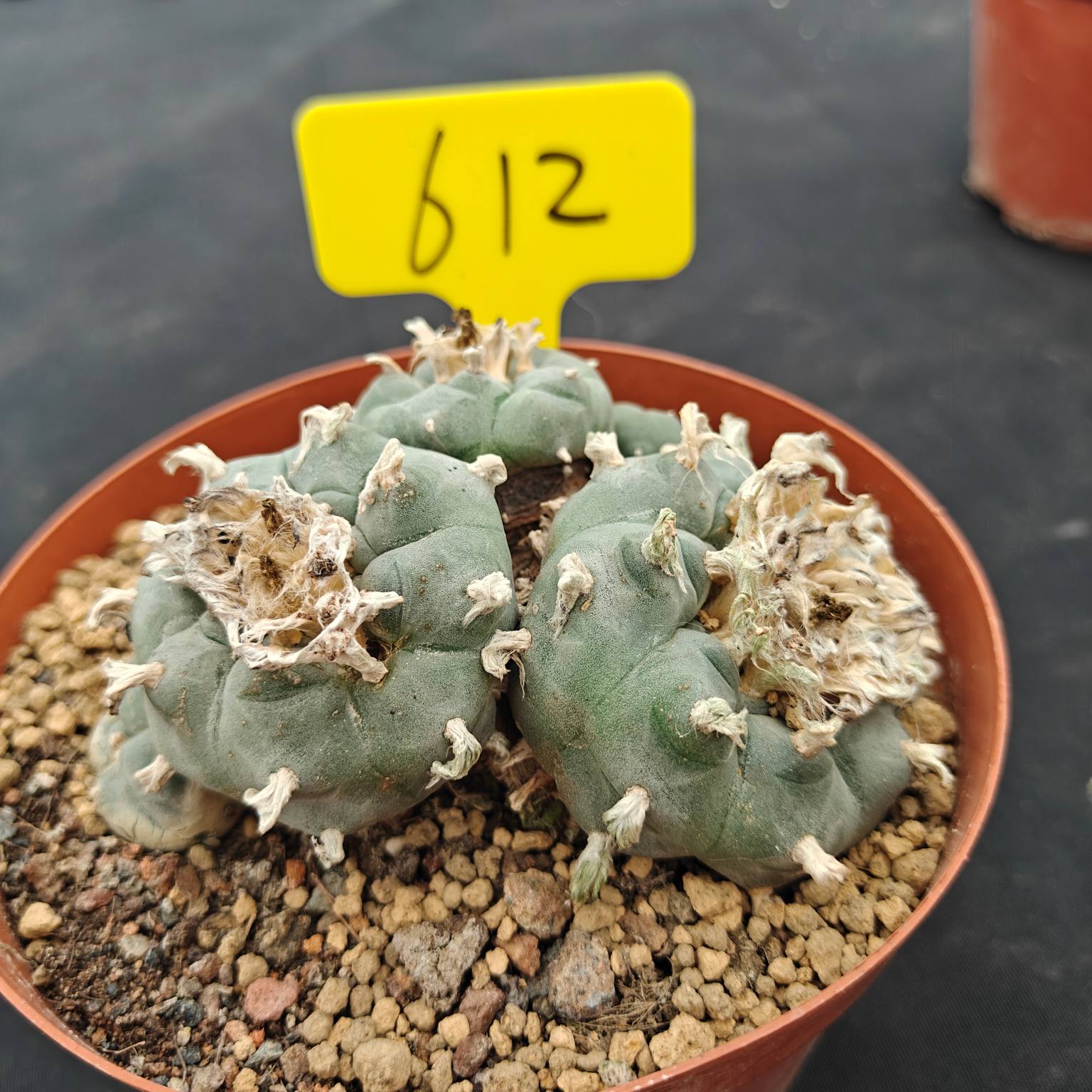 10cm（WYSIWYG）Lophophora williamsii （single head）6-8 years old Number 612