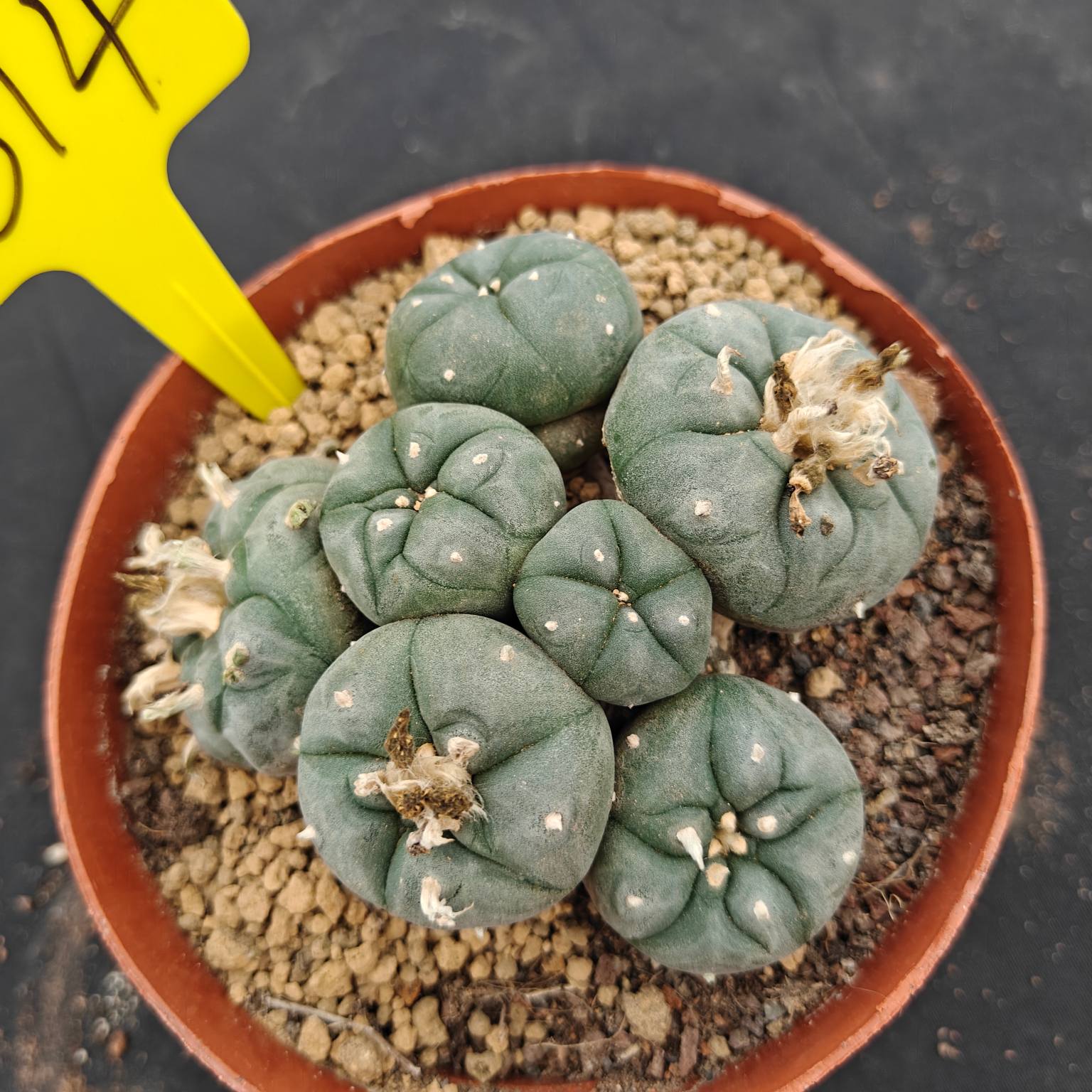 12-13cm（WYSIWYG）Lophophora williamsii （single head）6-8 years old Number 614