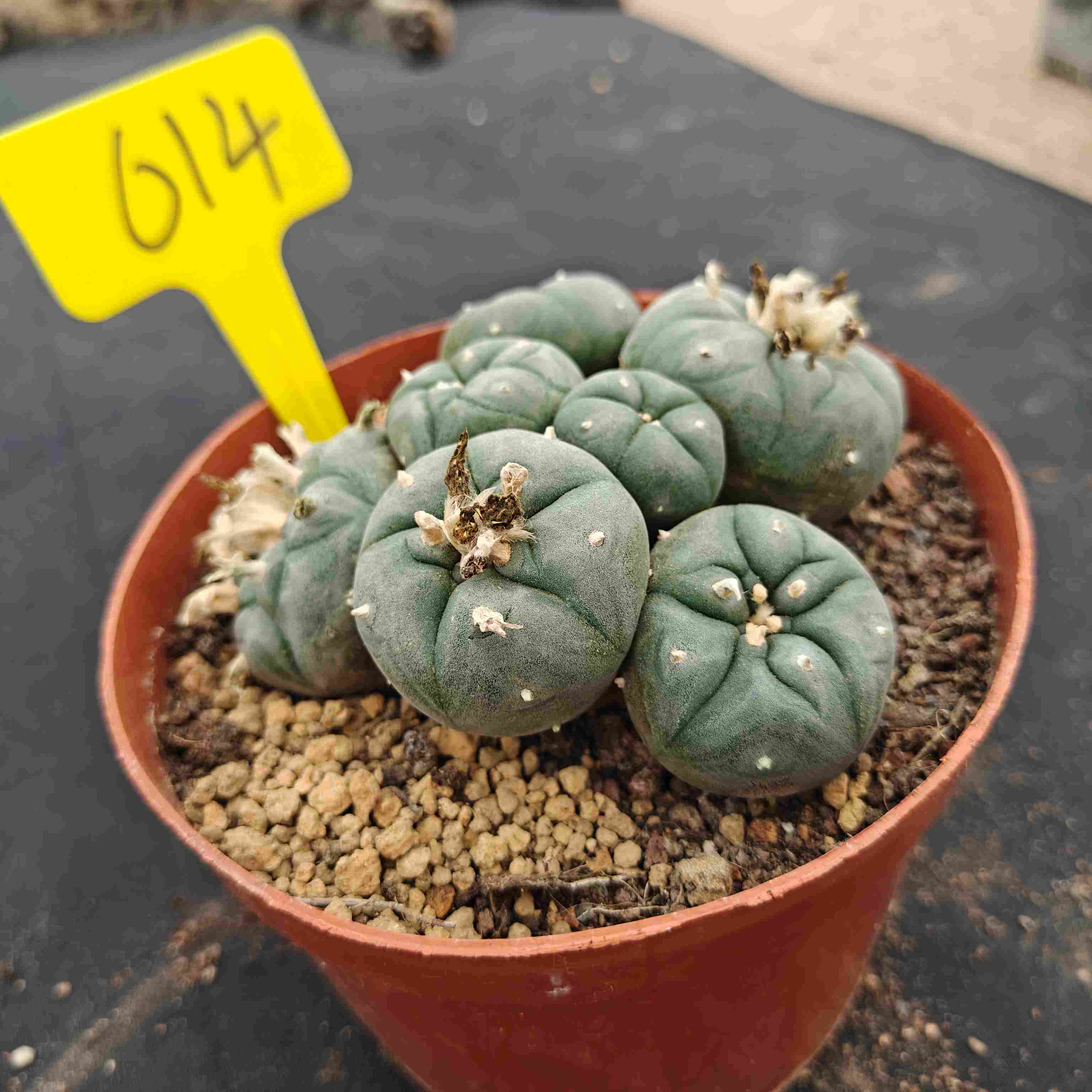 12-13cm（WYSIWYG）Lophophora williamsii （single head）6-8 years old Number 614