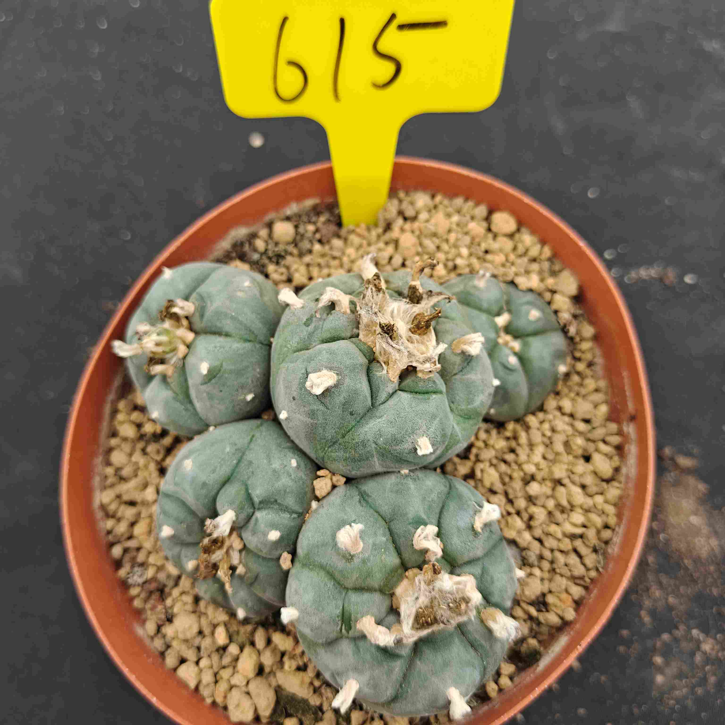 12-13cm（WYSIWYG）Lophophora williamsii （single head）6-8 years old Number 615