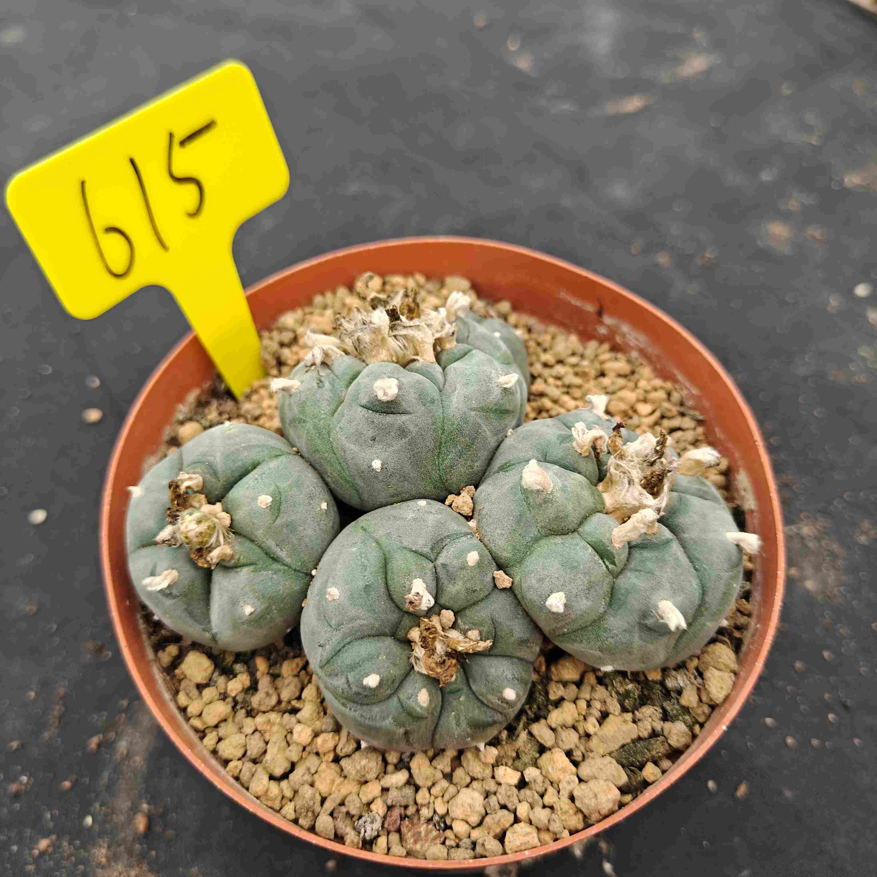 12-13cm（WYSIWYG）Lophophora williamsii （single head）6-8 years old Number 615
