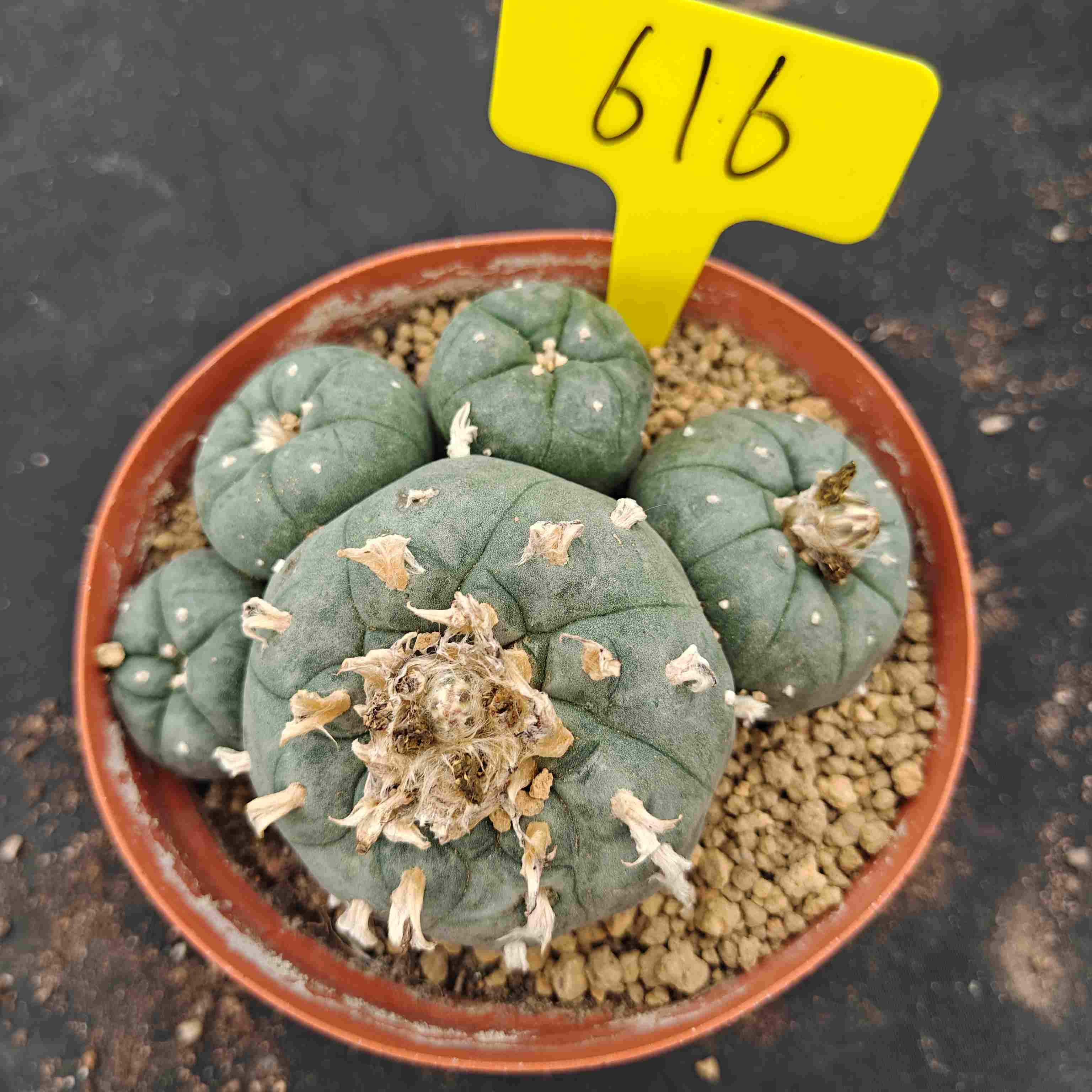 12-13cm（WYSIWYG）Lophophora williamsii （single head）6-8 years old Number 616