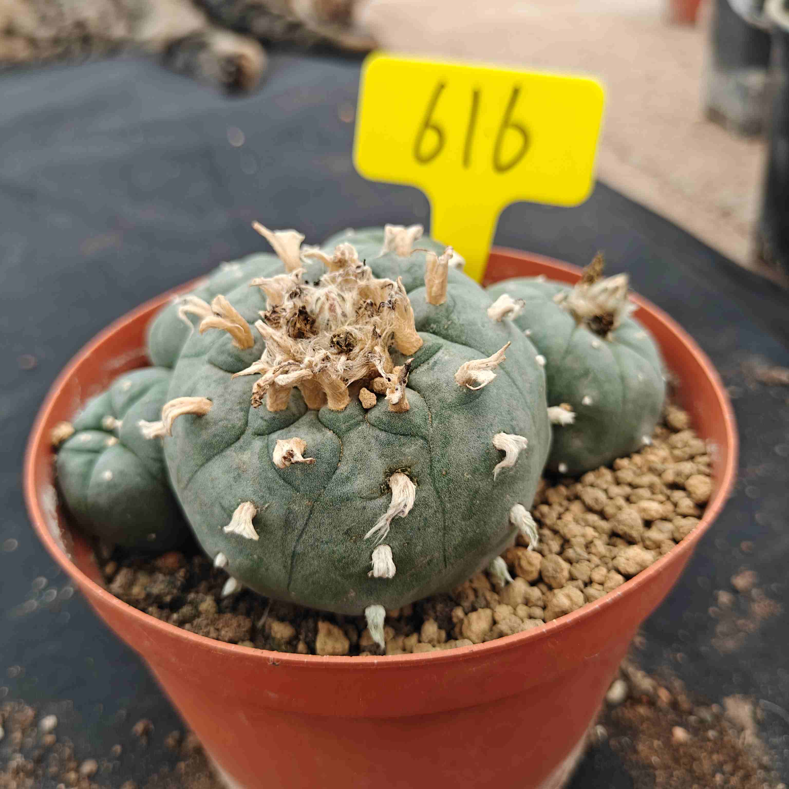 12-13cm（WYSIWYG）Lophophora williamsii （single head）6-8 years old Number 616