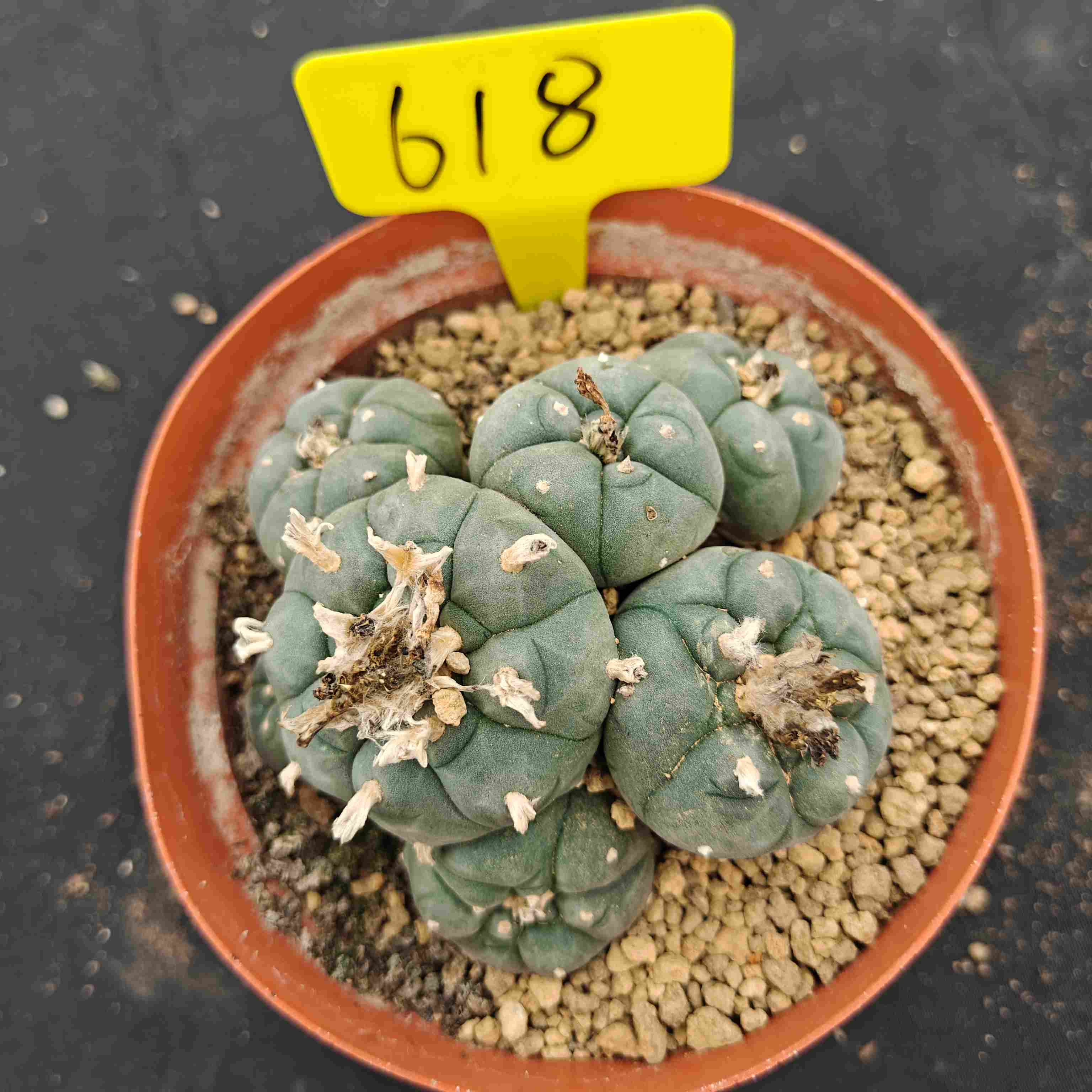 10cm（WYSIWYG）Lophophora williamsii （single head）6-8 years old Number 618