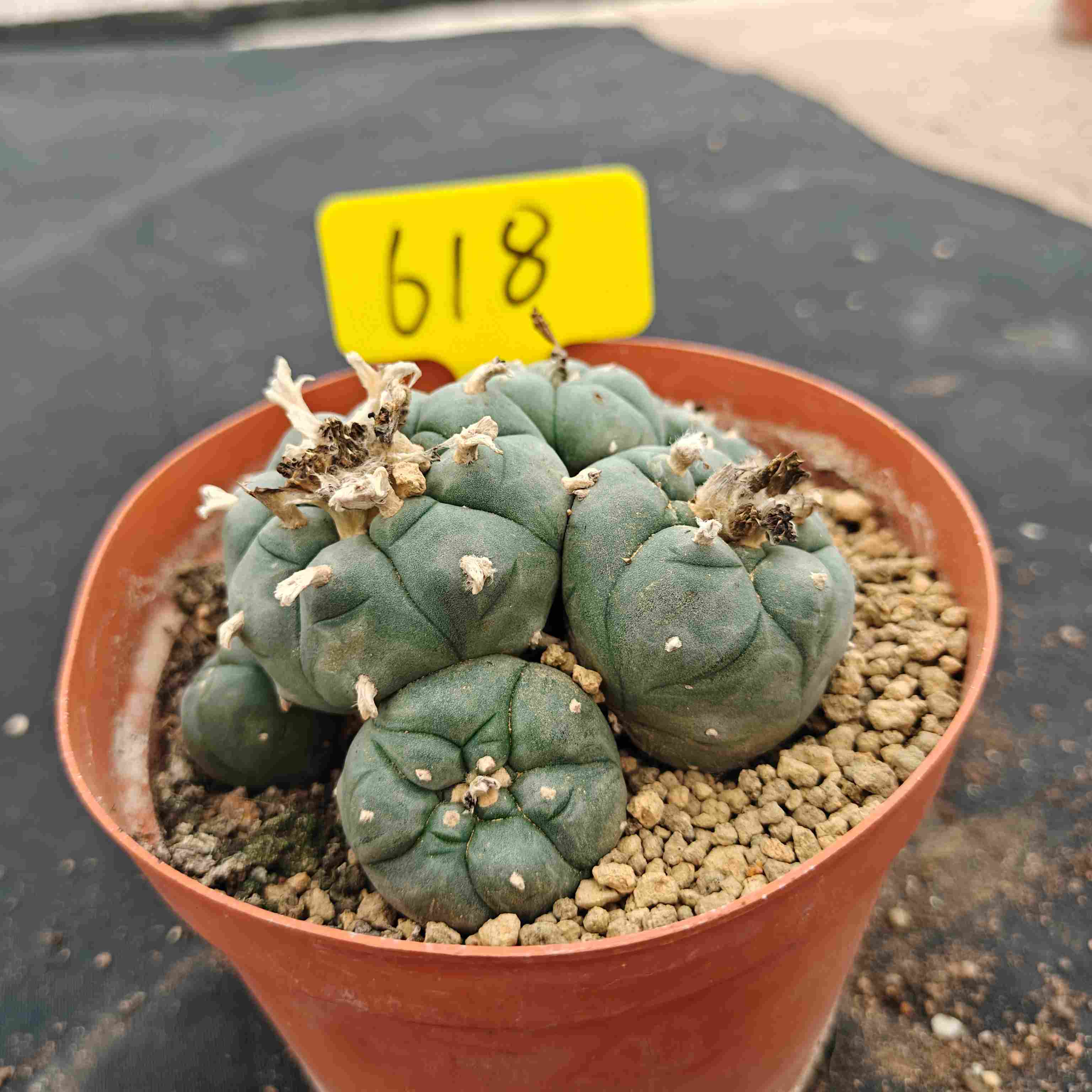 10cm（WYSIWYG）Lophophora williamsii （single head）6-8 years old Number 618