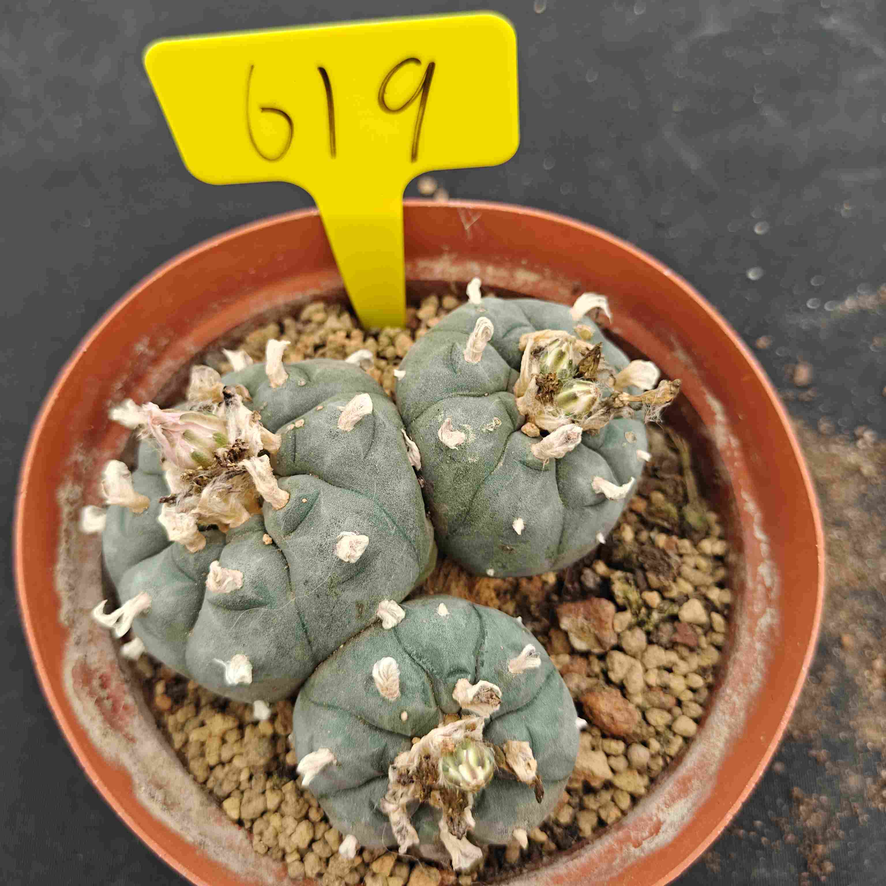 10cm（WYSIWYG）Lophophora williamsii （single head）6-8 years old Number 619